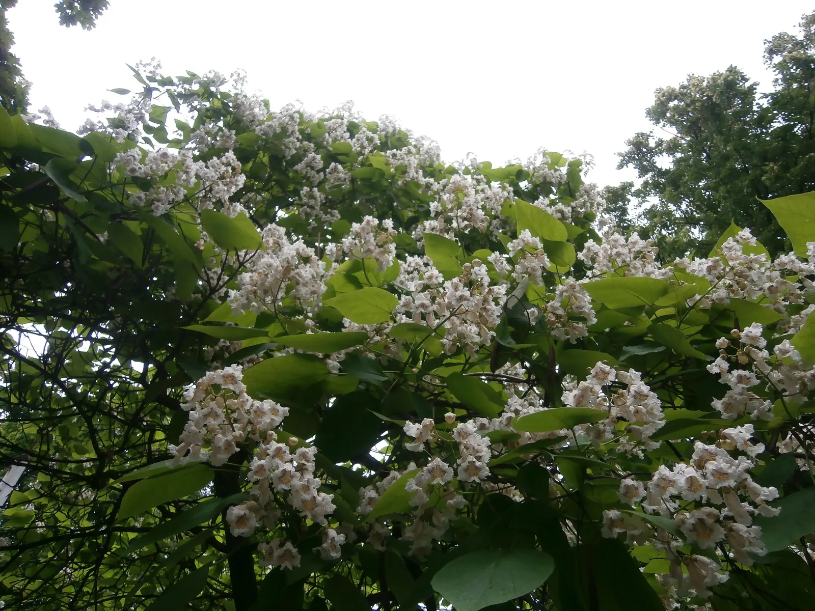 Common Catalpa (Catalpa Bignonioides) — This ornamental specimen thrives in full sun to partial shade and prefers moist, well-drained soils; its dramatic