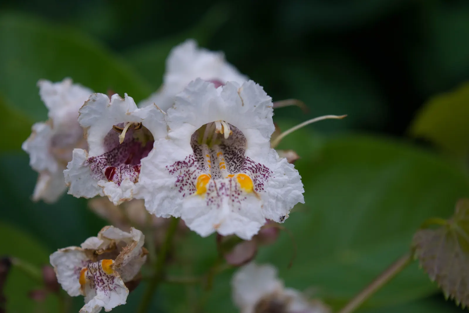 Common Catalpa (Catalpa Bignonioides) — each marked with yellow and purple accents