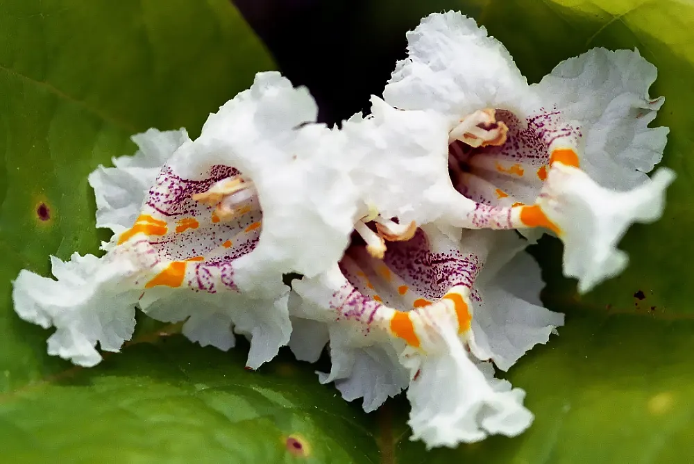 Common Catalpa (Catalpa Bignonioides) — Common Catalpa (Catalpa bignonioides); though it thrives in moist