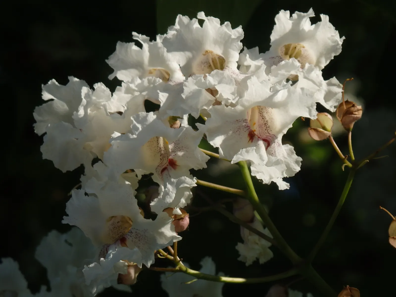 Common Catalpa (Catalpa Bignonioides) — attracting a variety of pollinators.<br><br>In the fall; this ornamental specimen thrives in full sun to partial shade
