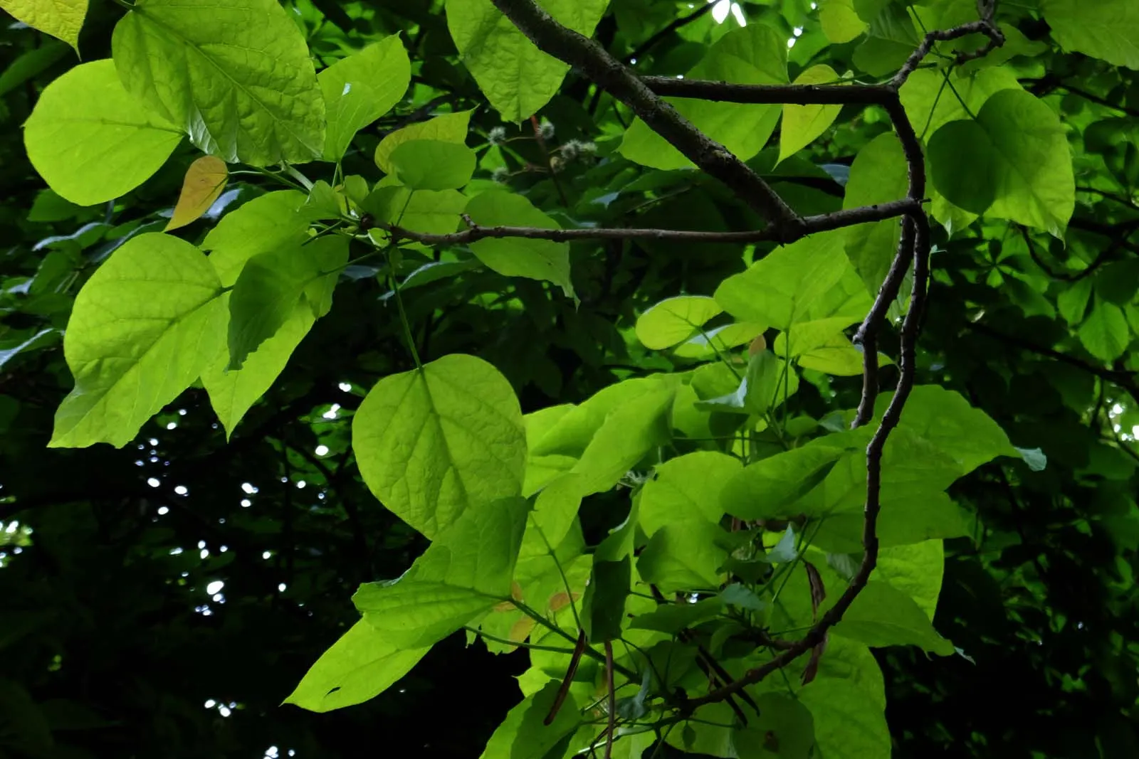 Common Catalpa (Catalpa Bignonioides) — trumpet-shaped flowers with purplish markings; reaching lengths of 8 to 20 inches