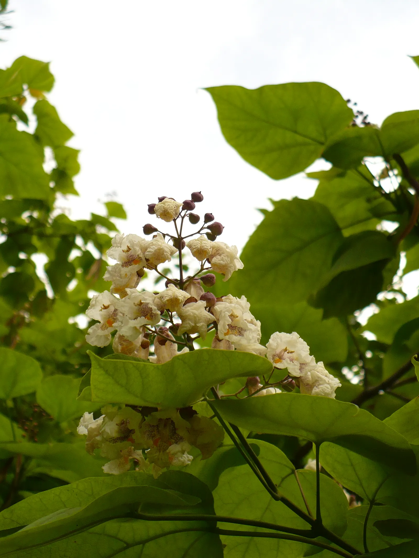 Common Catalpa (Catalpa Bignonioides) — attracting a variety of pollinators.<br><br>In the fall