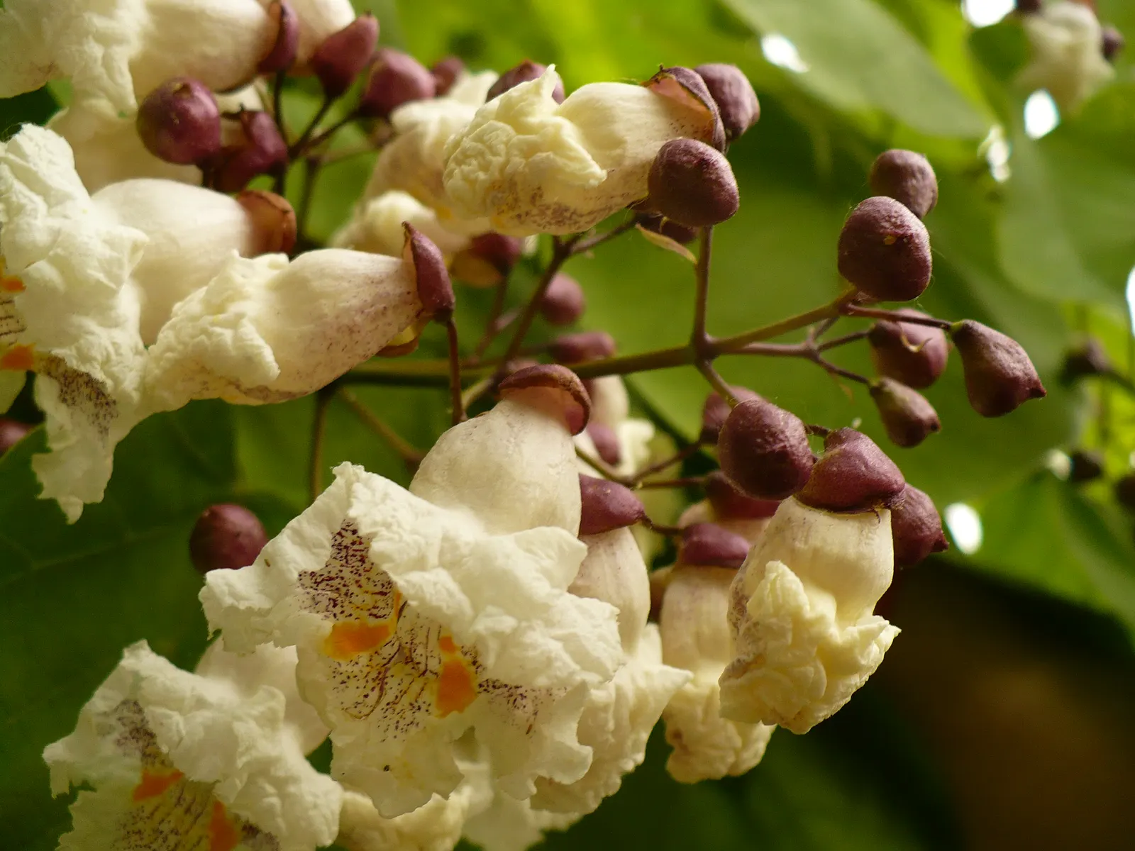 Common Catalpa (Catalpa Bignonioides) — Its expansive root system suggests positioning it away from pavement or underground utilities