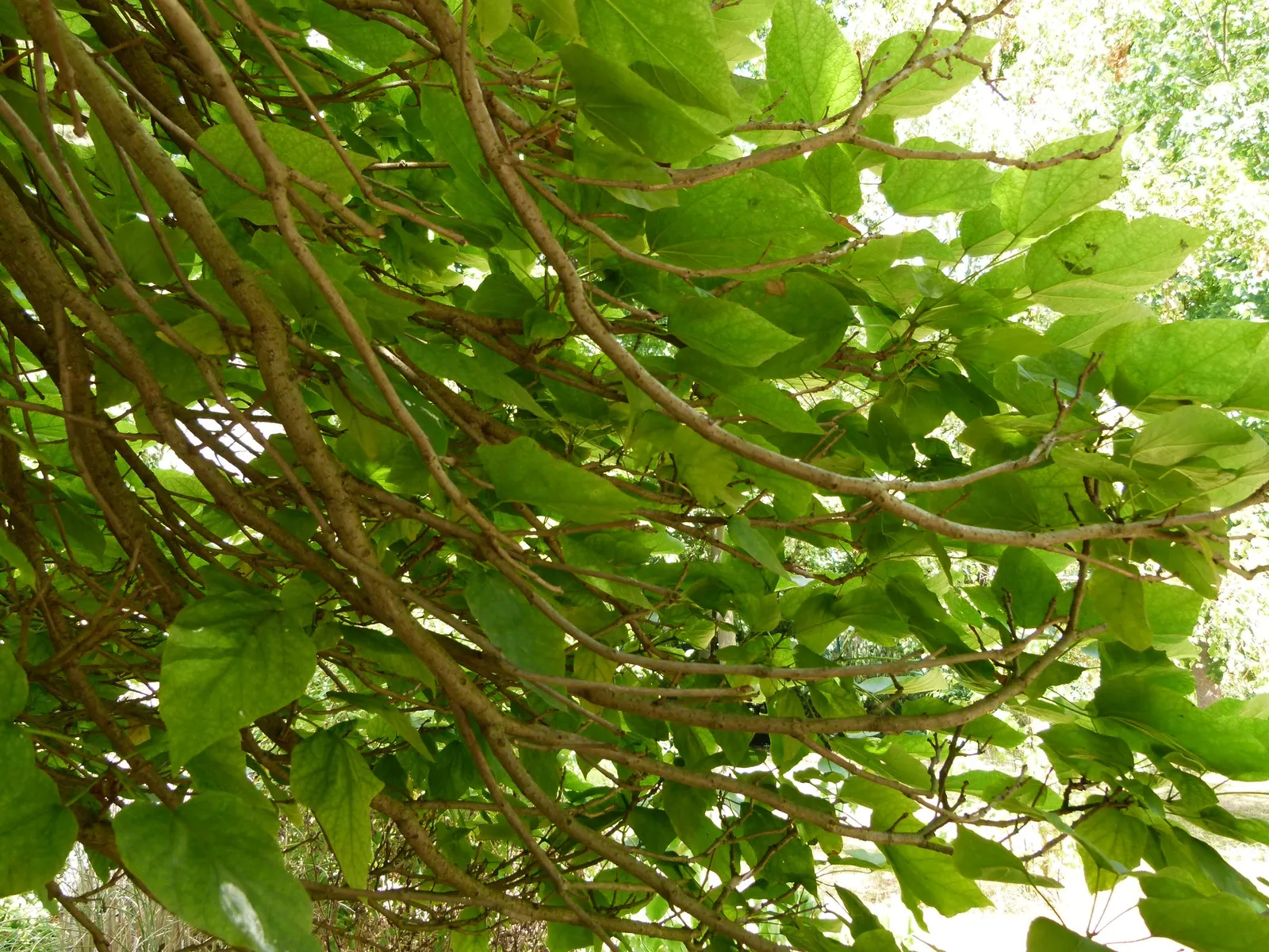 Common Catalpa (Catalpa Bignonioides) — which can measure up to 12 inches across and provide a dense