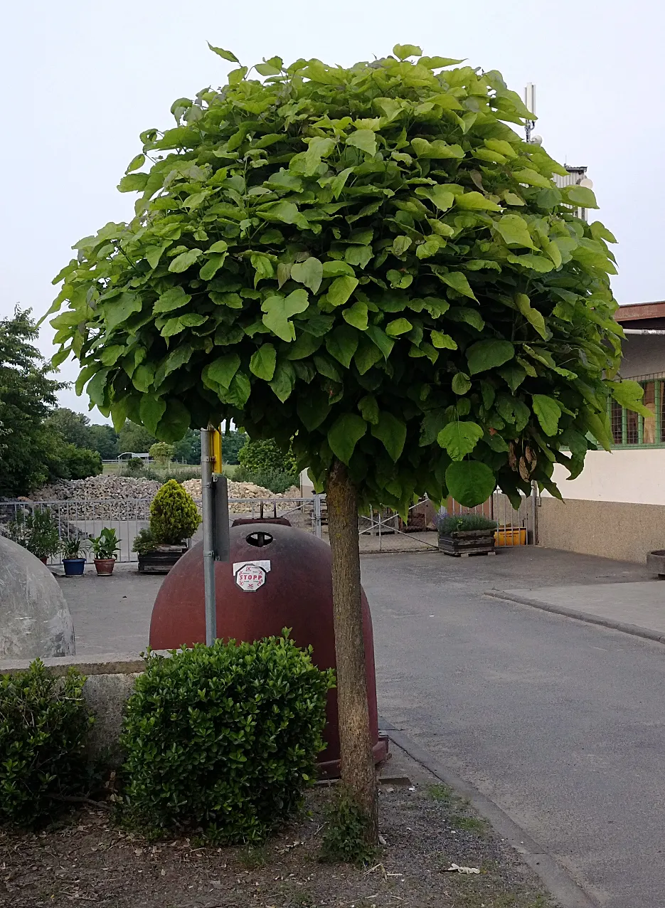Common Catalpa (Catalpa Bignonioides) — each marked with yellow and purple accents; bean-like seed pods emerge