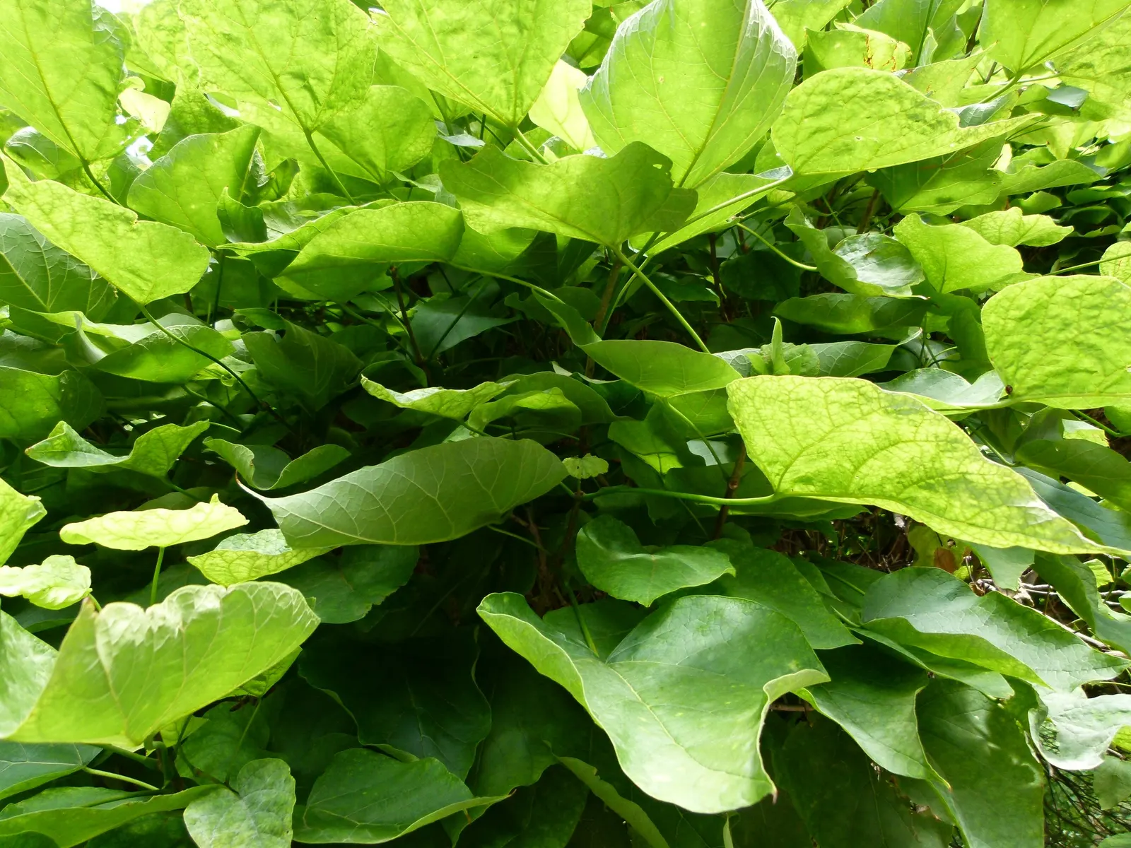 Common Catalpa (Catalpa Bignonioides) — Its dramatic appearance is complemented by long, slender seed pods in fall