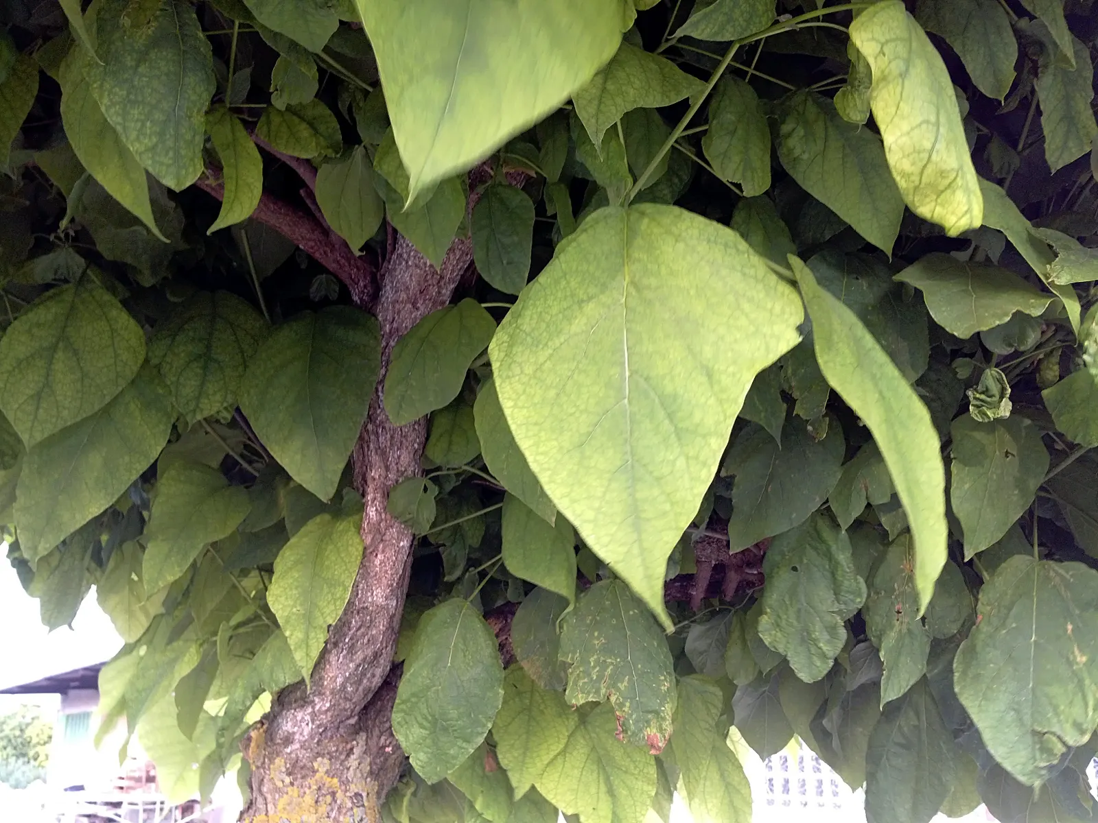 Common Catalpa (Catalpa Bignonioides) — The Common Catalpa (Catalpa bignonioides) is a deciduous tree known for its broad; it typically grows to a height of