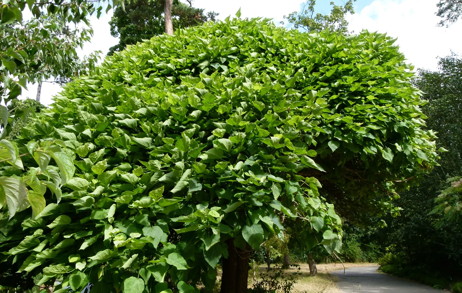 Common Catalpa (Catalpa Bignonioides) — This stately tree typically reaches heights of 30 to 40 feet with a spread of 20 to 30 feet