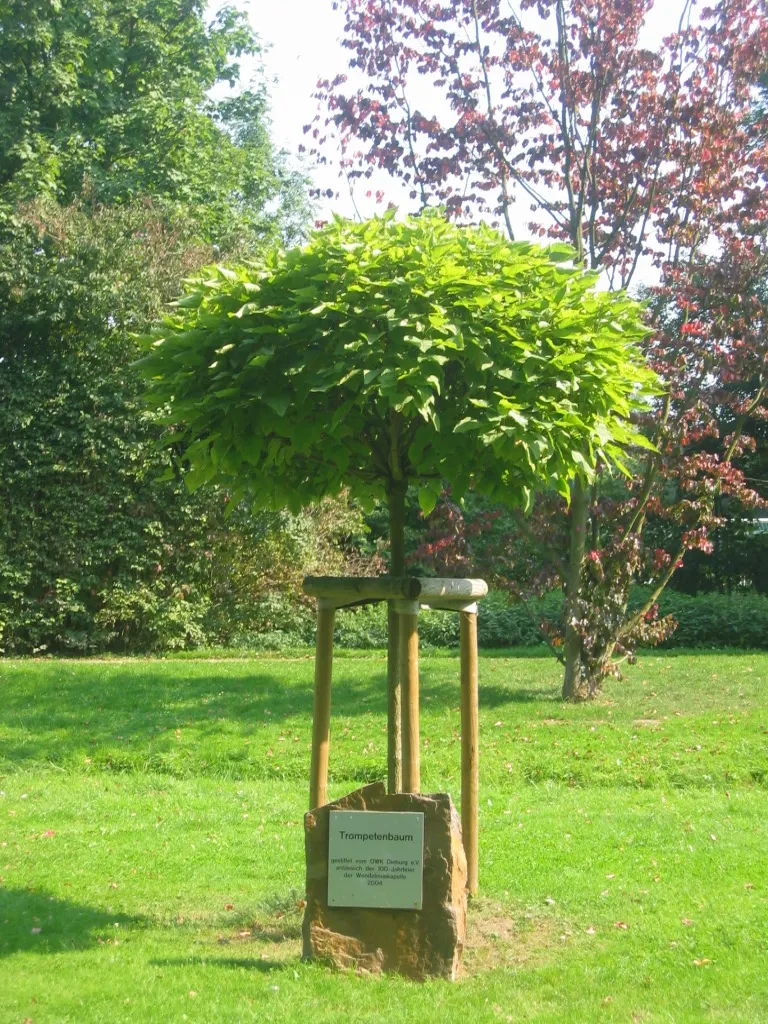 Common Catalpa (Catalpa Bignonioides) — is a deciduous tree that serves as an eye-catching specimen in any garden or landscape design; also known as the