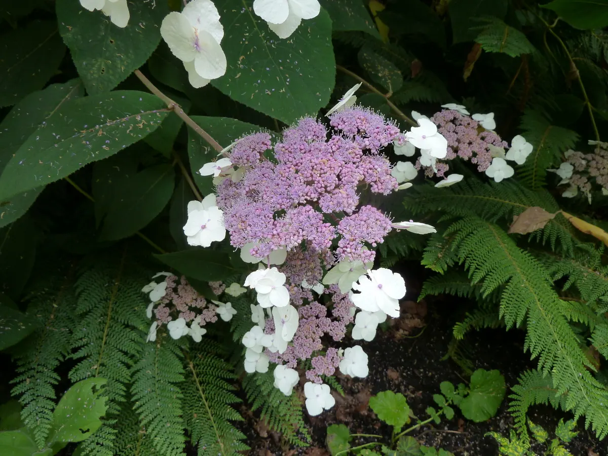 Big-Leaf Chinese Hydrangea (Hydrangea Aspera 'Macrophylla') — with underbellies of a lighter hue