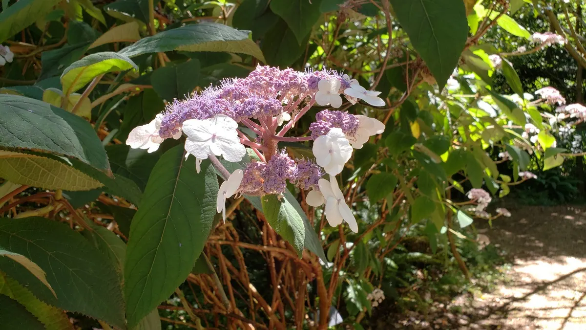 Big-Leaf Chinese Hydrangea (Hydrangea Aspera 'Macrophylla') — is a stand-out deciduous shrub ideal for creating a visually compelling focal point in any