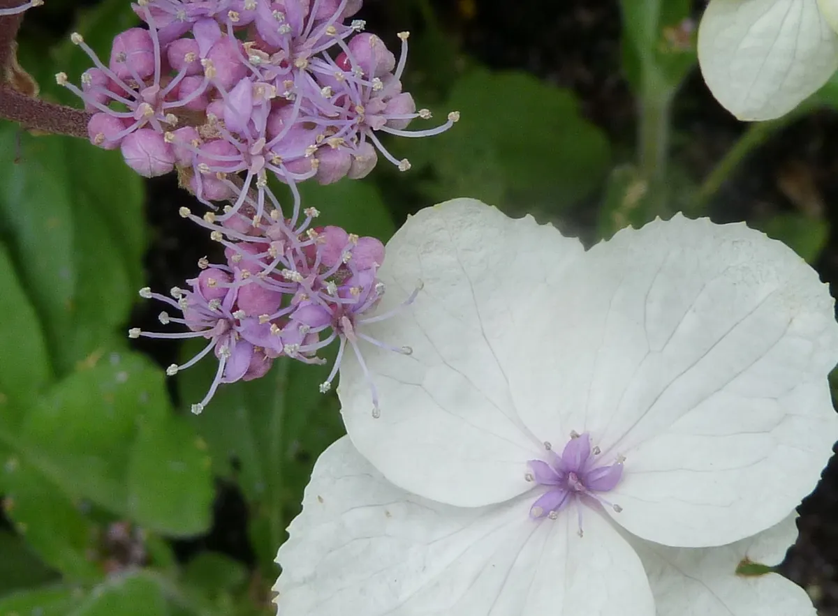 Big-Leaf Chinese Hydrangea (Hydrangea Aspera 'Macrophylla') — velvety leaves up to 10 inches long