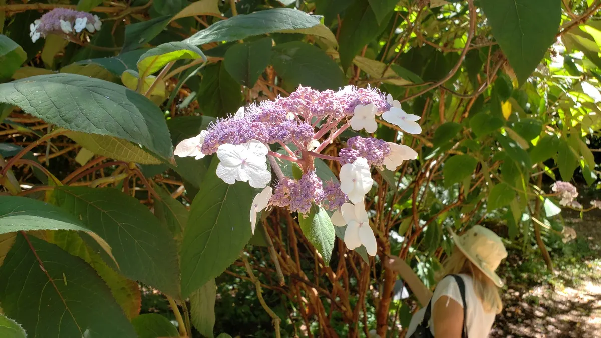 Big-Leaf Chinese Hydrangea (Hydrangea Aspera 'Macrophylla') — commonly referred to as the Big-leaf Chinese Hydrangea
