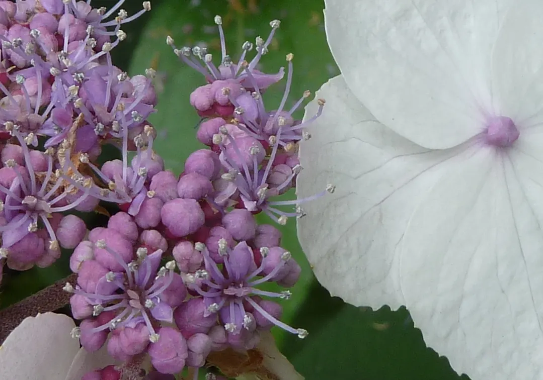 Big-Leaf Chinese Hydrangea (Hydrangea Aspera 'Macrophylla') — Mauve to blue lacecap flowers with white edges bloom in late summer, accompanied by a notable