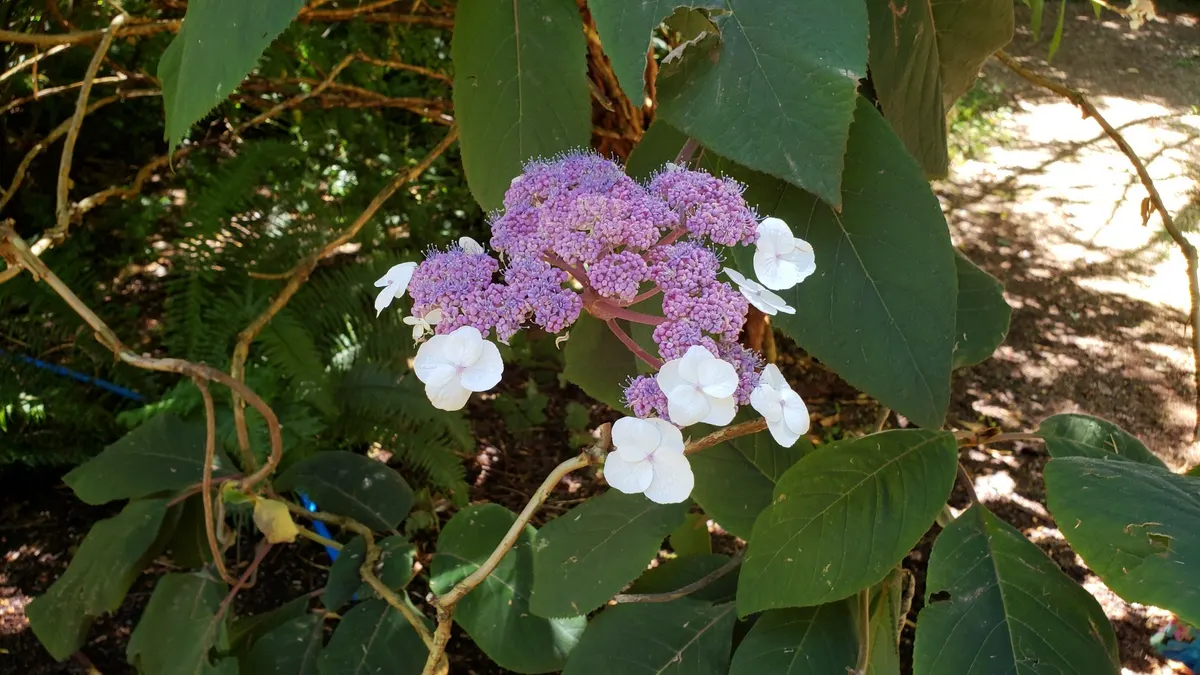 Big-Leaf Chinese Hydrangea (Hydrangea Aspera 'Macrophylla') — velvety leaves which can reach an impressive size of up to 12 inches in length
