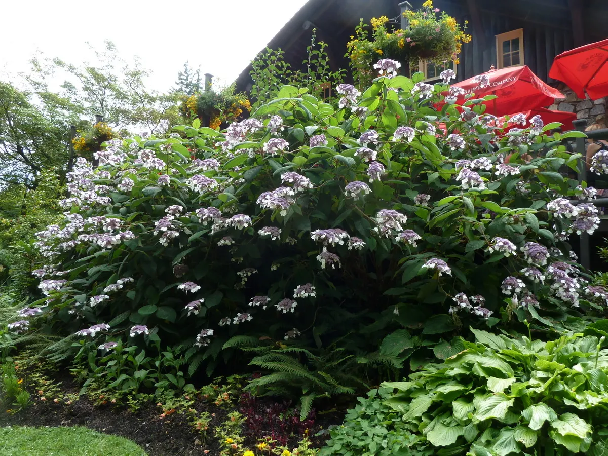 Big-Leaf Chinese Hydrangea (Hydrangea Aspera 'Macrophylla') — The foliage provides a lush