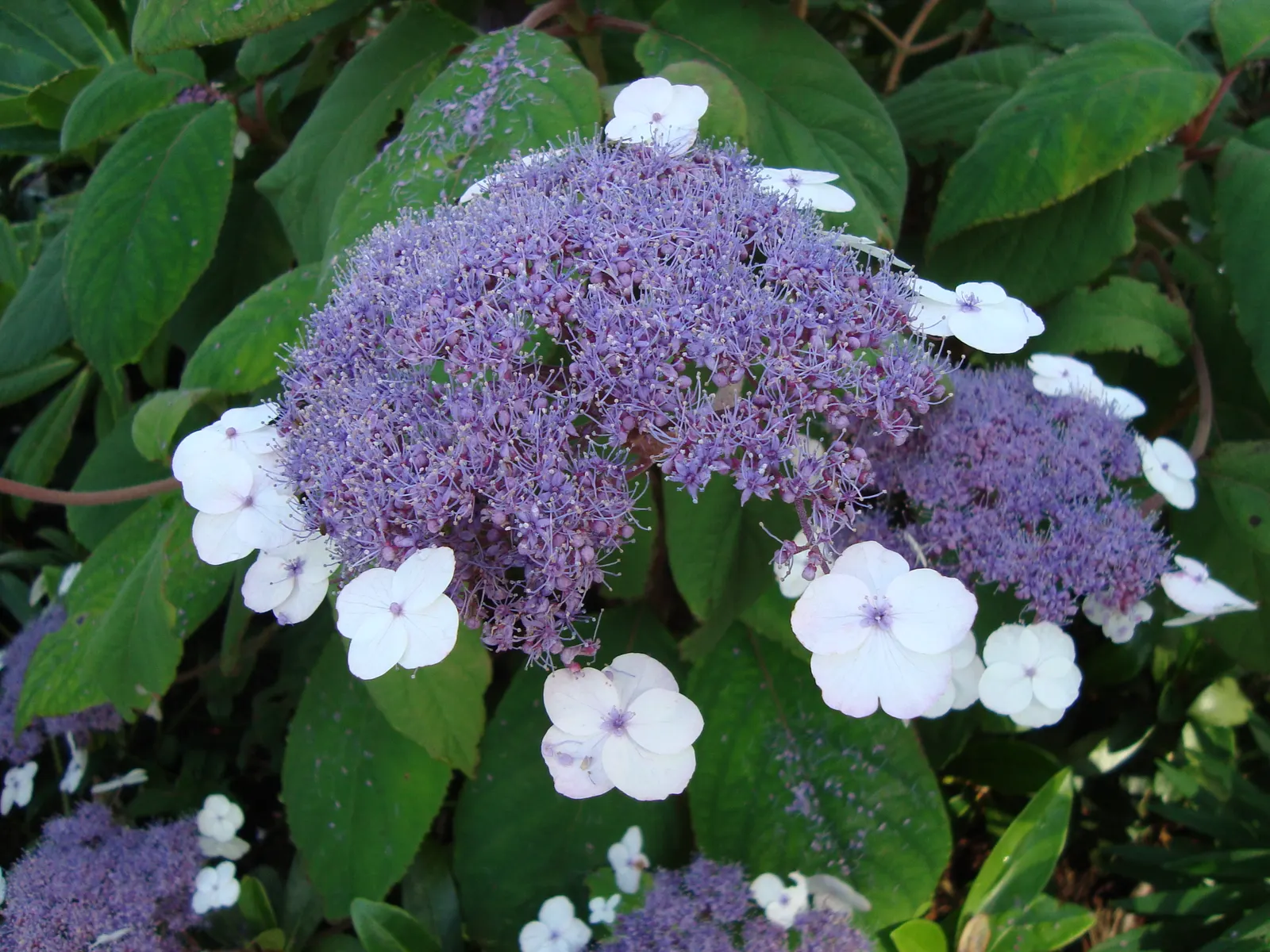 Big-Leaf Chinese Hydrangea (Hydrangea Aspera 'Macrophylla') — Ideal for woodland garden accents or as a focal point