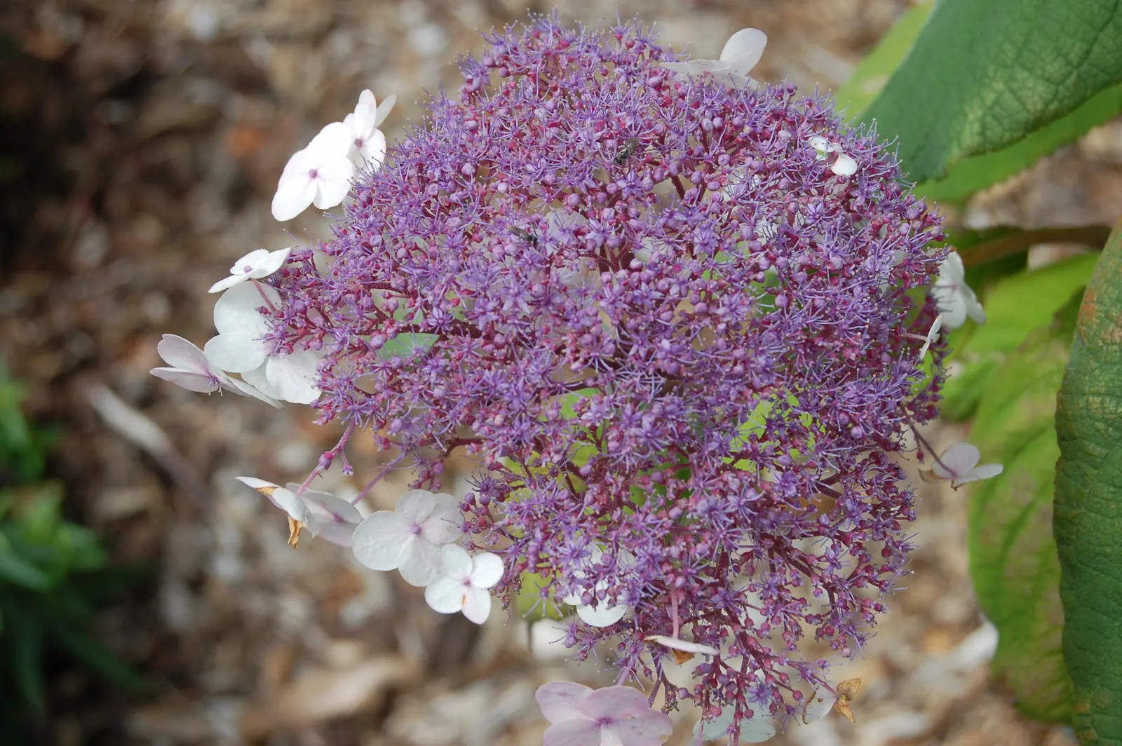 Big-Leaf Chinese Hydrangea (Hydrangea Aspera 'Macrophylla') — preferring partial shade and moist