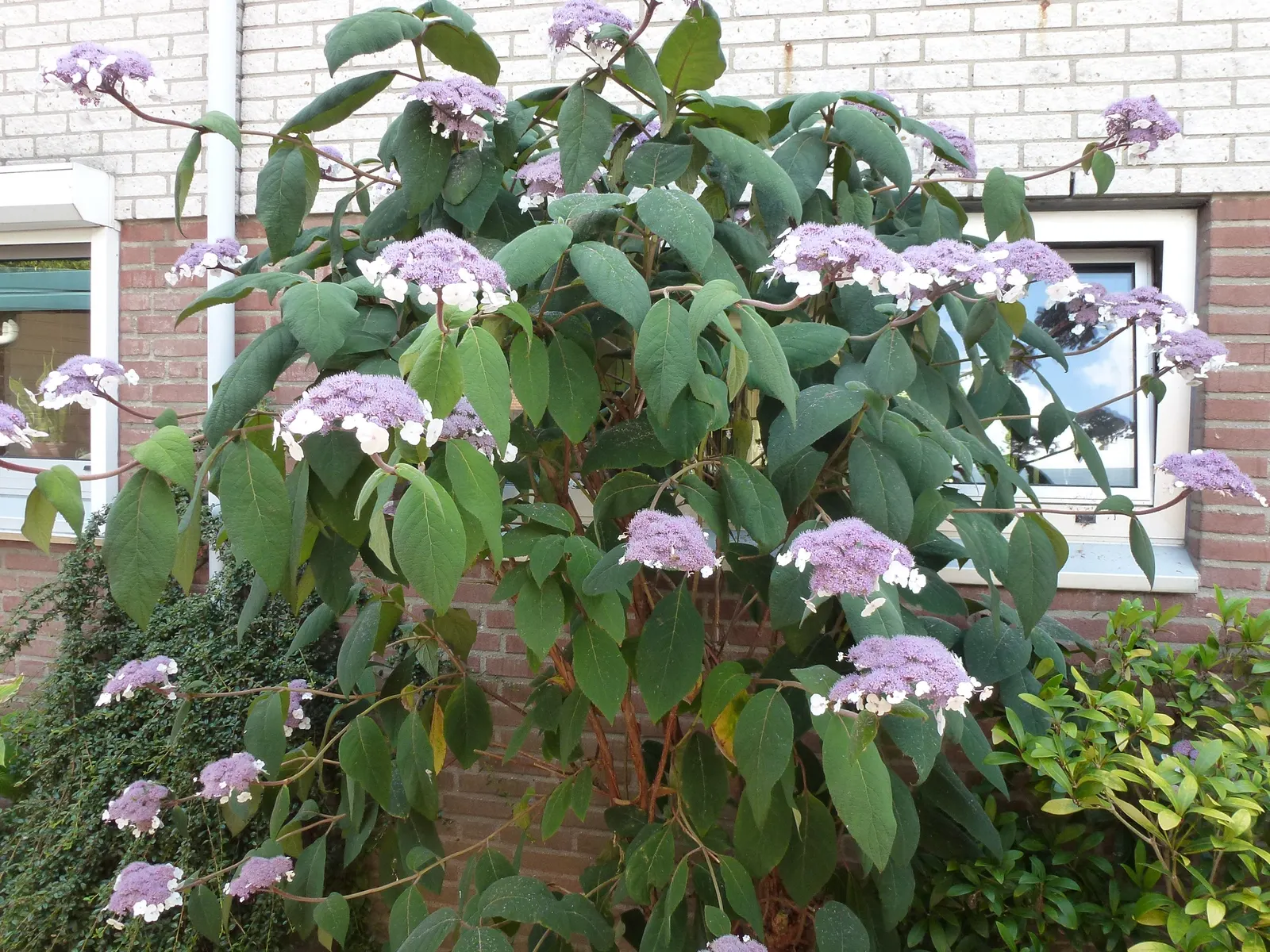 Big-Leaf Chinese Hydrangea (Hydrangea Aspera 'Macrophylla') — This deciduous shrub reaches 6 to 10 feet in height and width