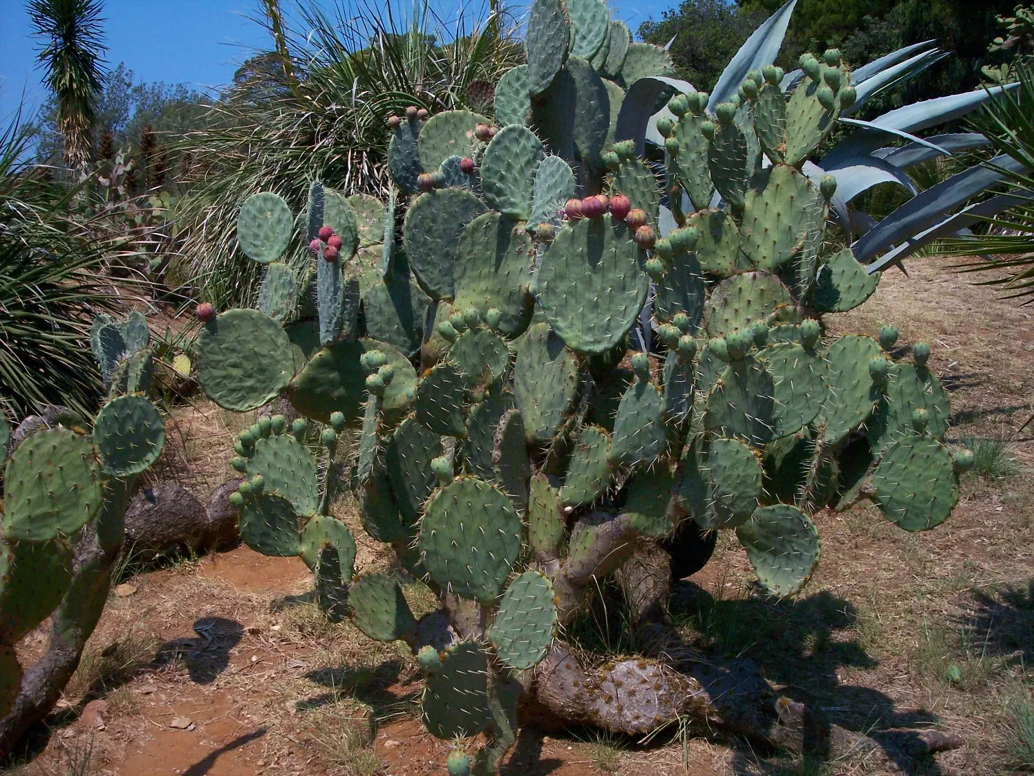 Giant Prickly Pear (Opuntia Robusta) — This Mexican native is a striking, low-maintenance accent for xeriscaped areas, reaching up to 6 feet tall