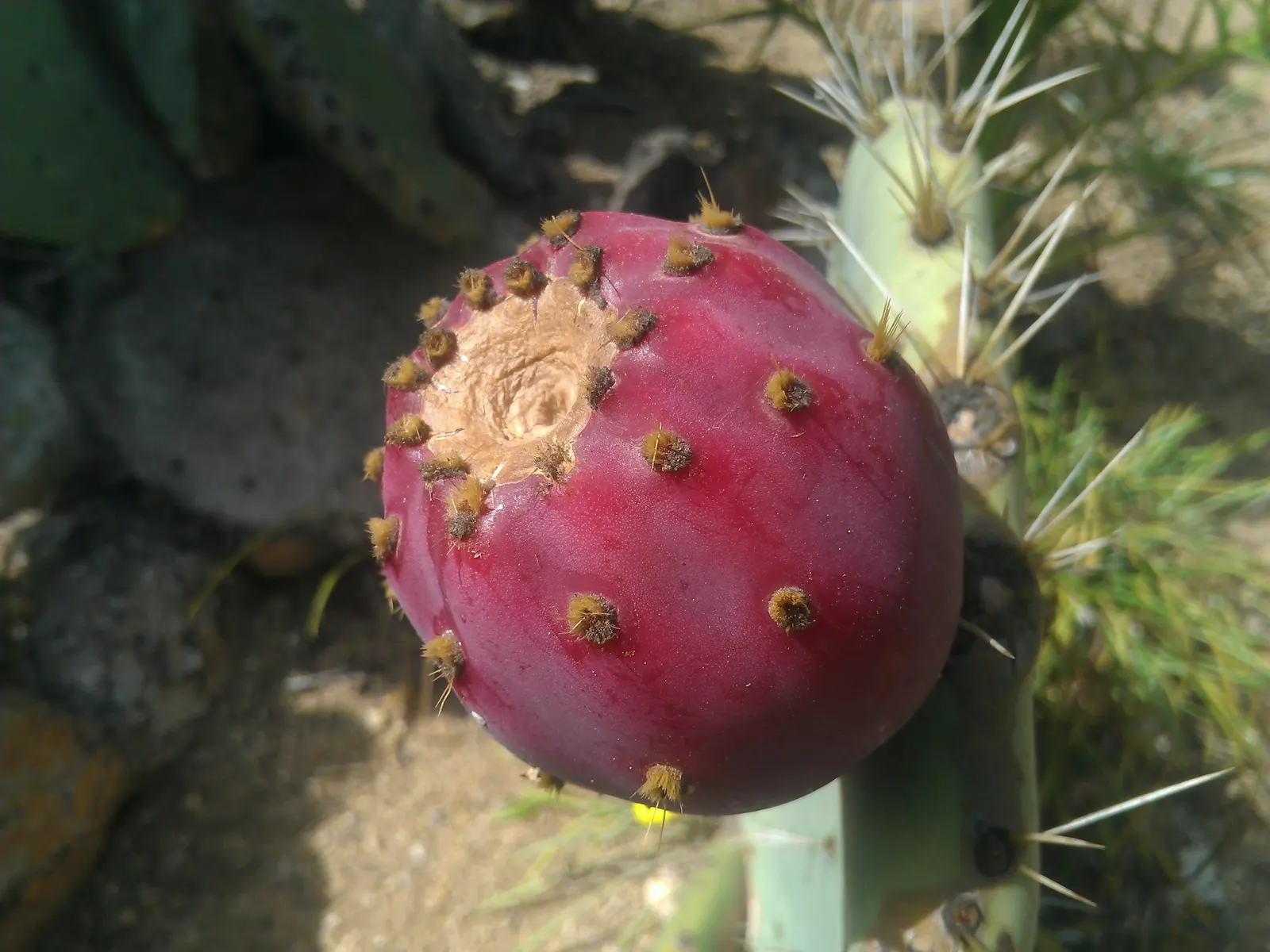 Giant Prickly Pear (Opuntia Robusta) — Frost-tolerant to 20&deg;F; provide protection in colder zones