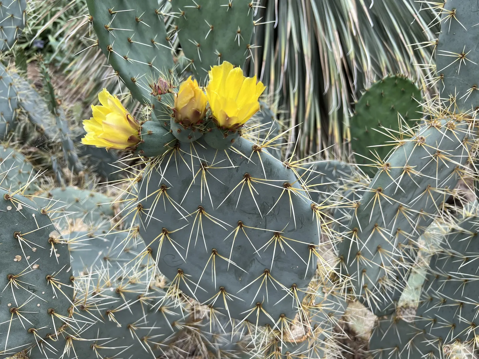Giant Prickly Pear (Opuntia Robusta) — As it requires minimal maintenance and watering once established