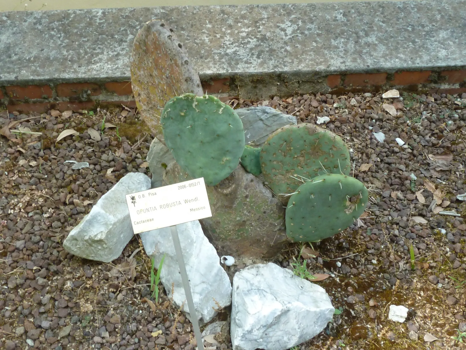 Giant Prickly Pear (Opuntia Robusta) — blue-green pads up to 18 inches across