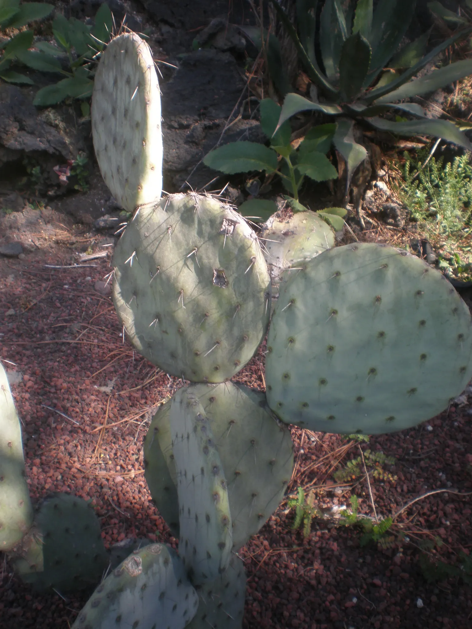 Giant Prickly Pear (Opuntia Robusta) — These pads are covered with small glochids