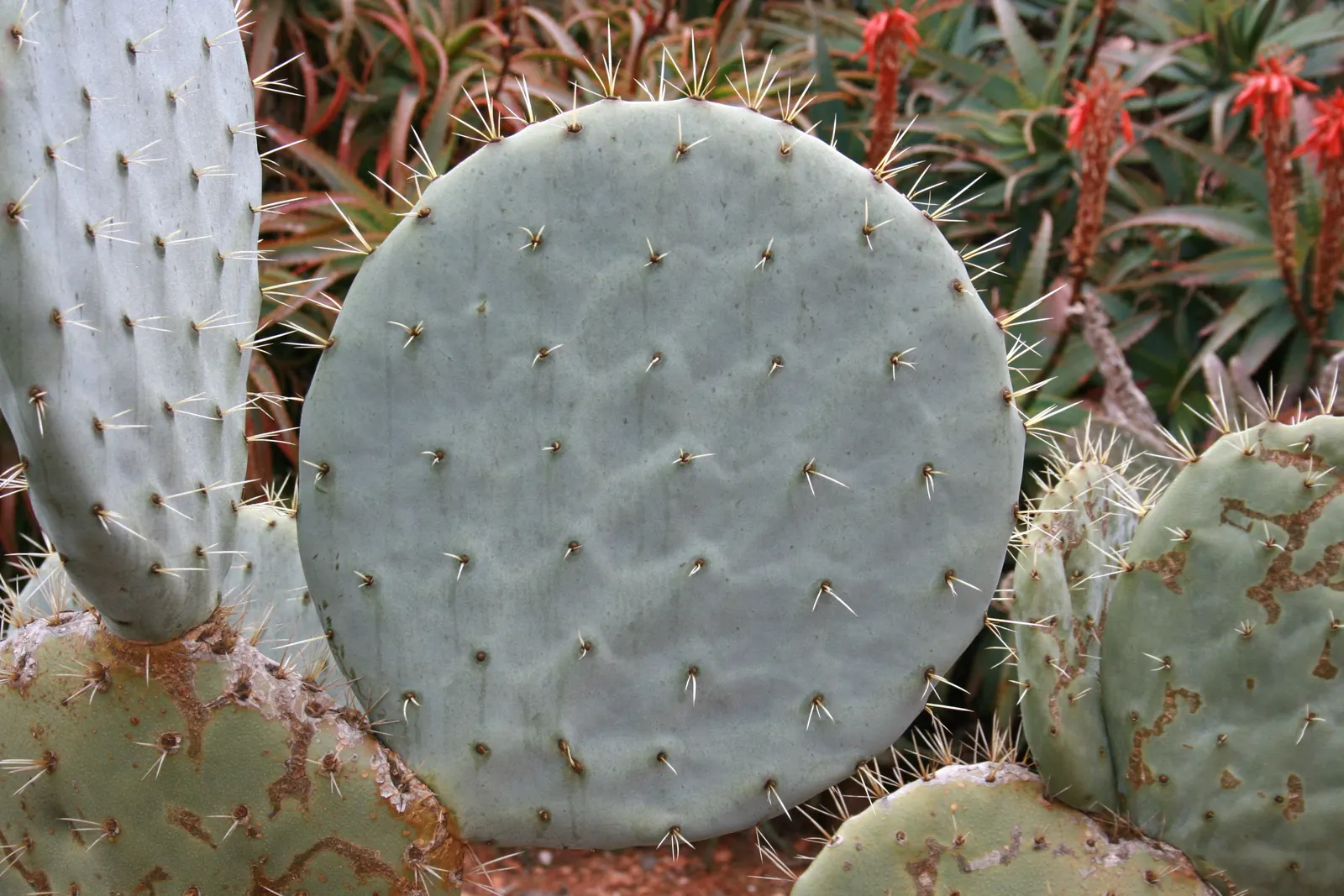 Giant Prickly Pear (Opuntia Robusta) — Native to the arid regions of Mexico