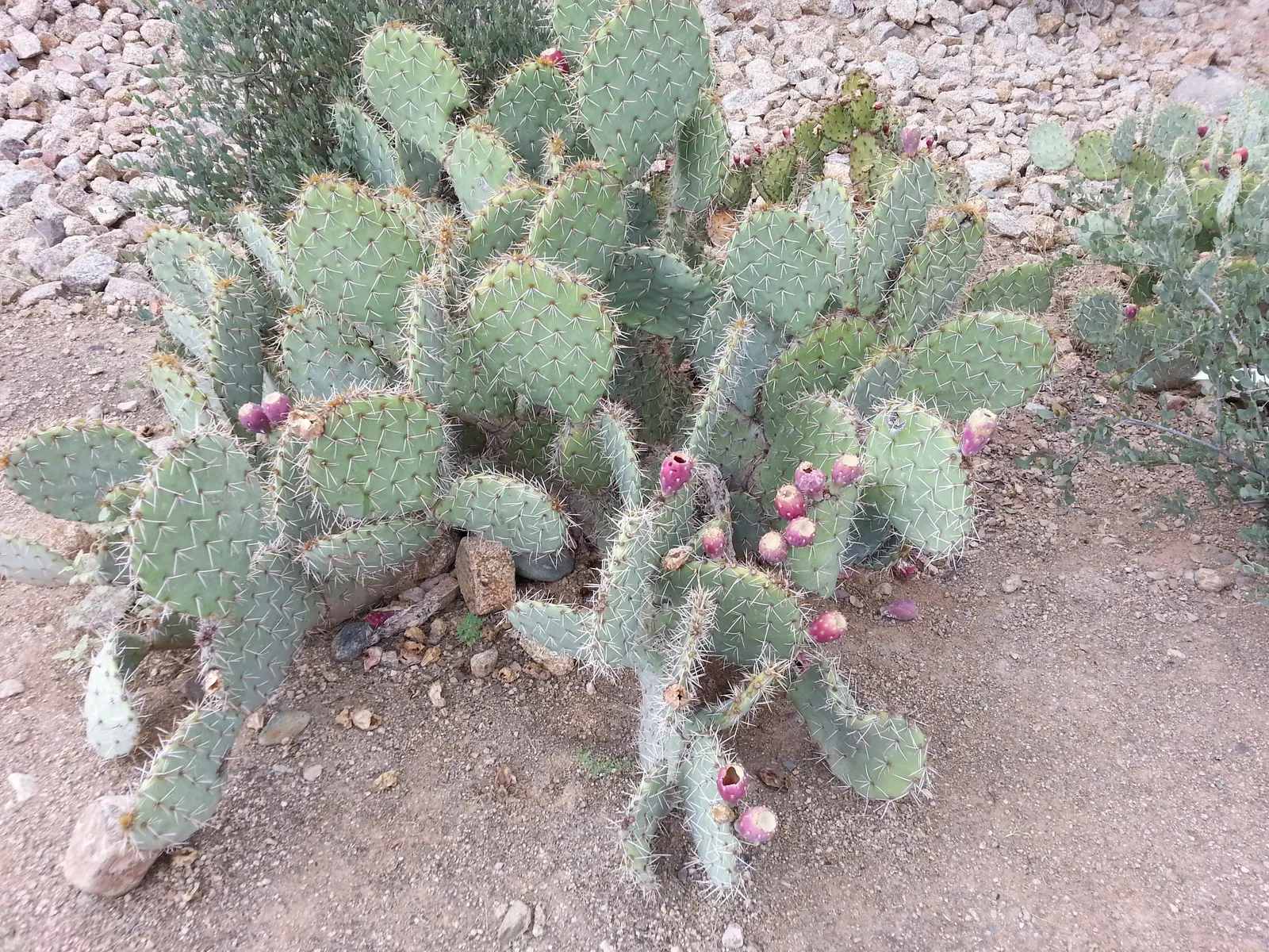 Giant Prickly Pear (Opuntia Robusta) — while its width spans 5 to 10 feet when given ample space to spread