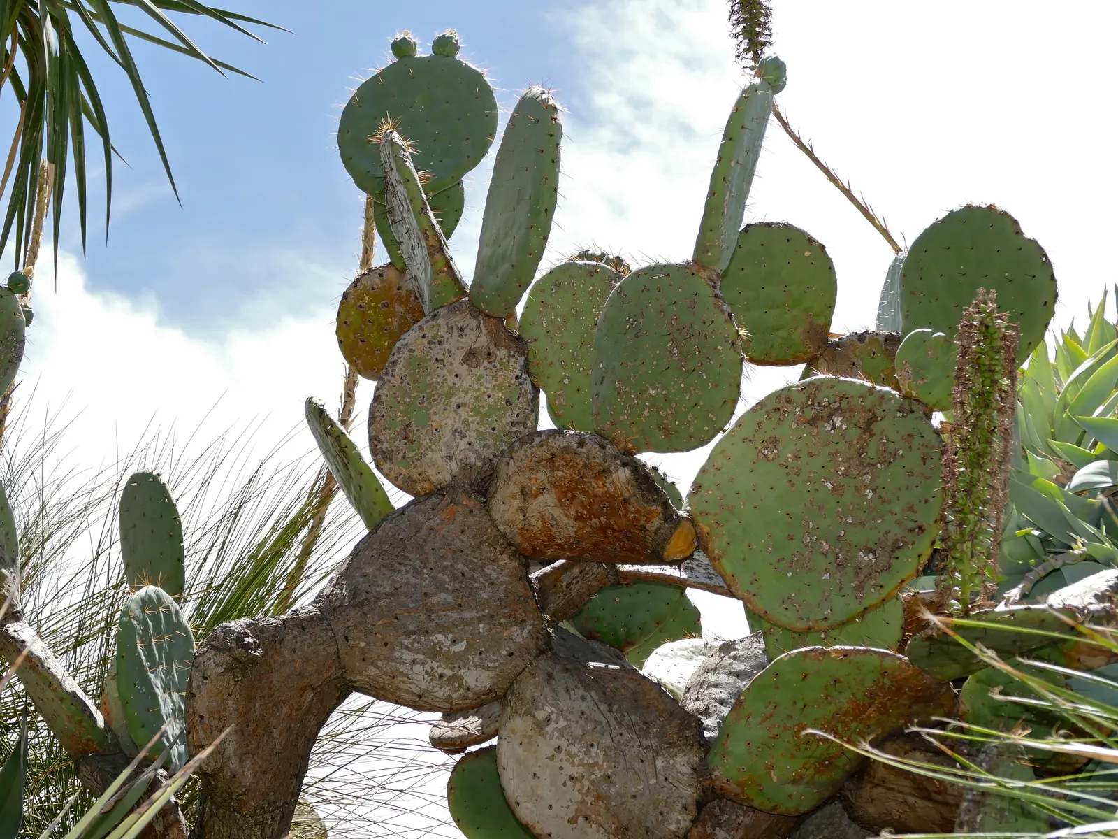 Giant Prickly Pear (Opuntia Robusta) — which lends the plant its common name