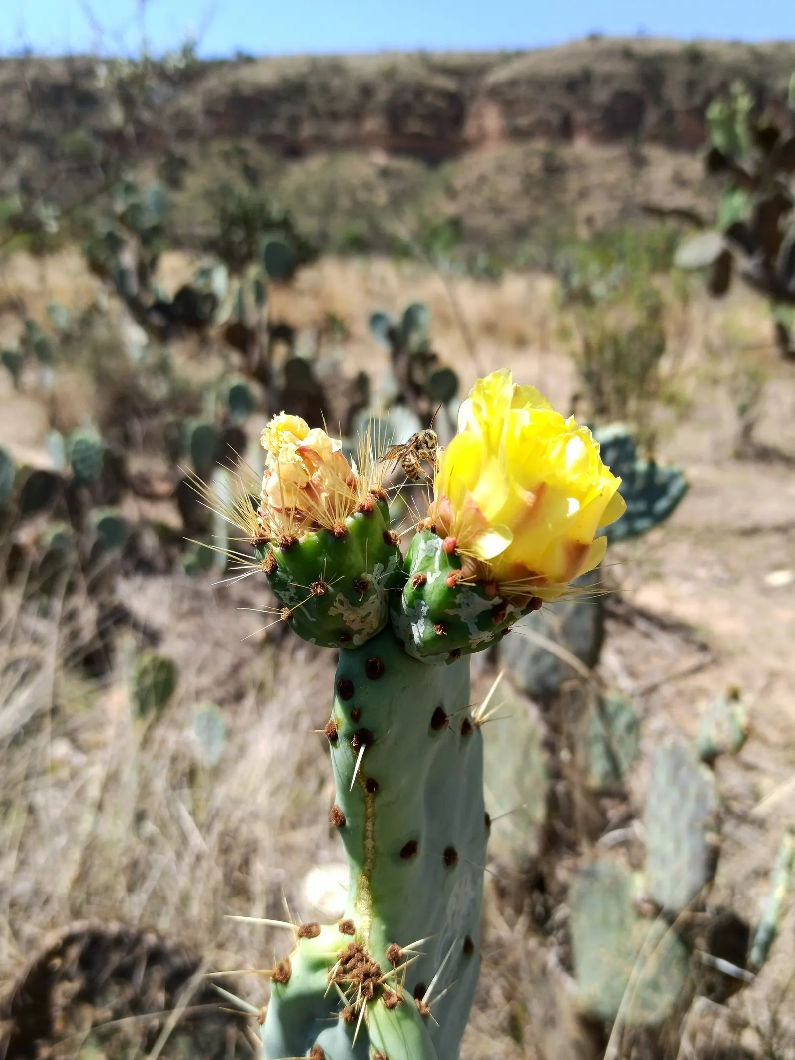 Giant Prickly Pear (Opuntia Robusta) — ensure it is planted in well-drained soil to prevent root rot