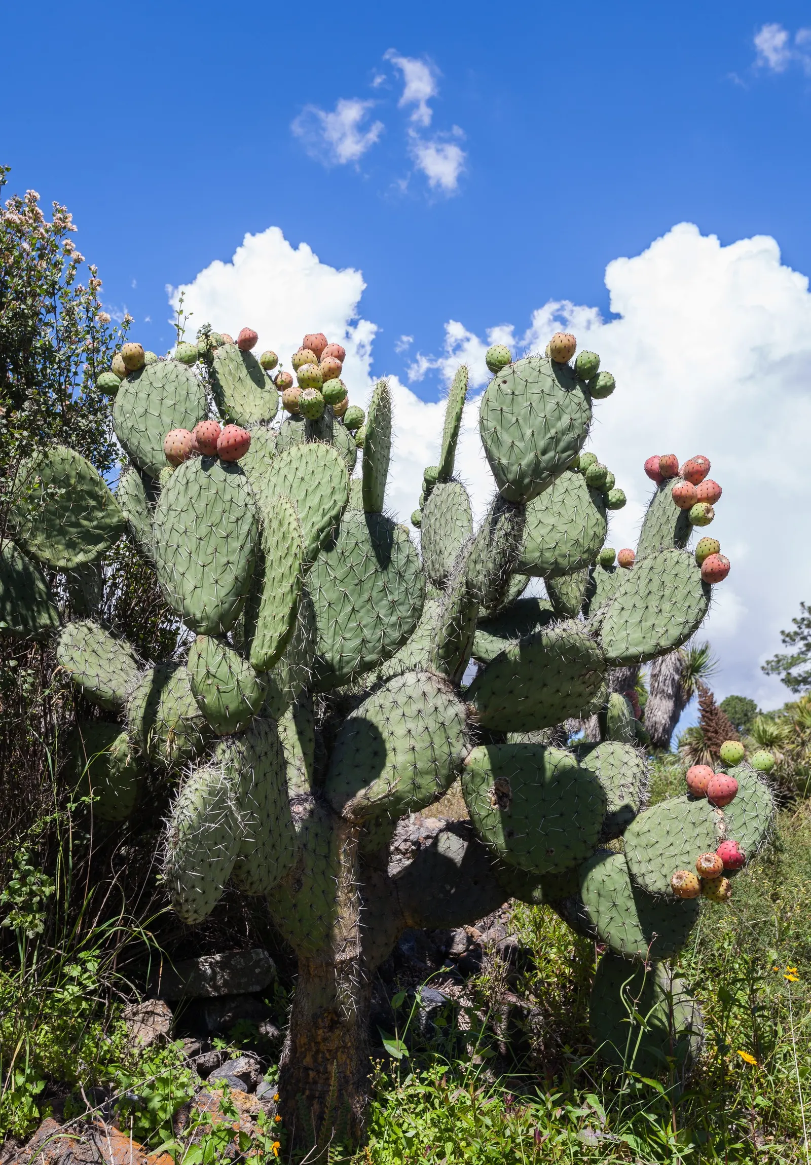Giant Prickly Pear (Opuntia Robusta) — along with its thorny nature