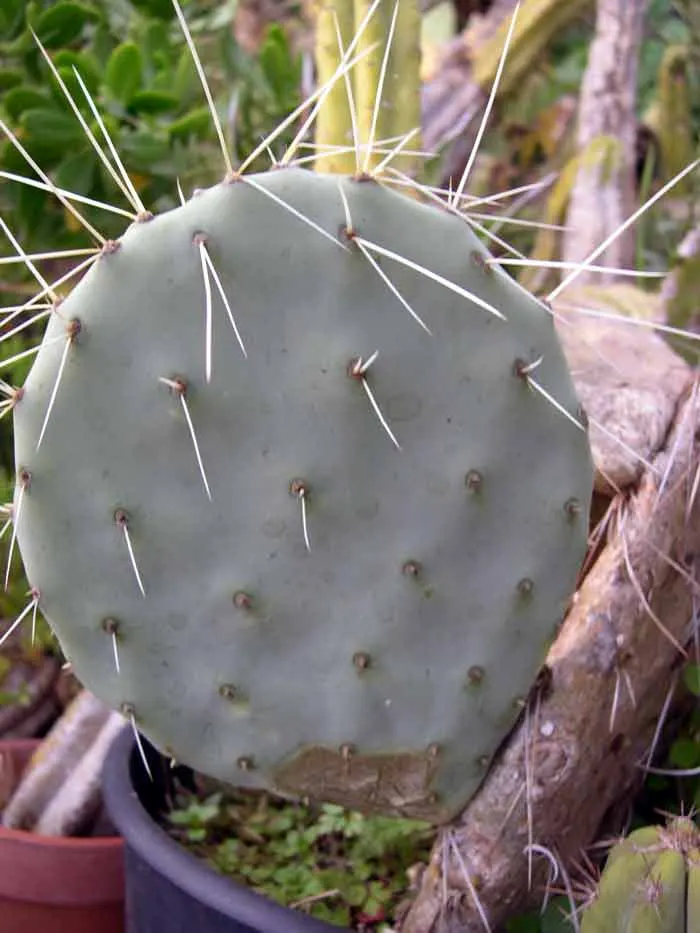 Giant Prickly Pear (Opuntia Robusta) — When incorporating Opuntia robusta into the landscape design