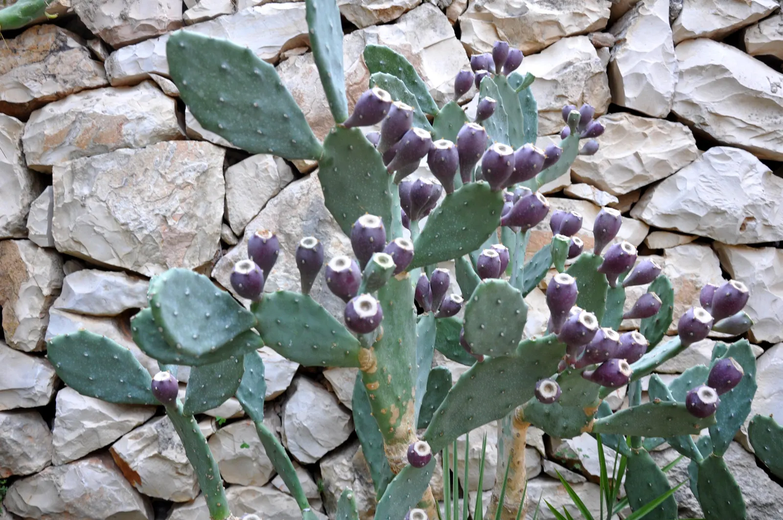 Giant Prickly Pear (Opuntia Robusta) — scientifically named Opuntia robusta