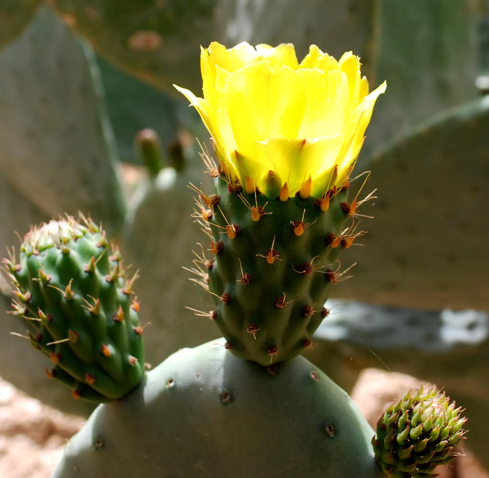 Giant Prickly Pear (Opuntia Robusta) — The Silver Dollar or Giant Prickly Pear