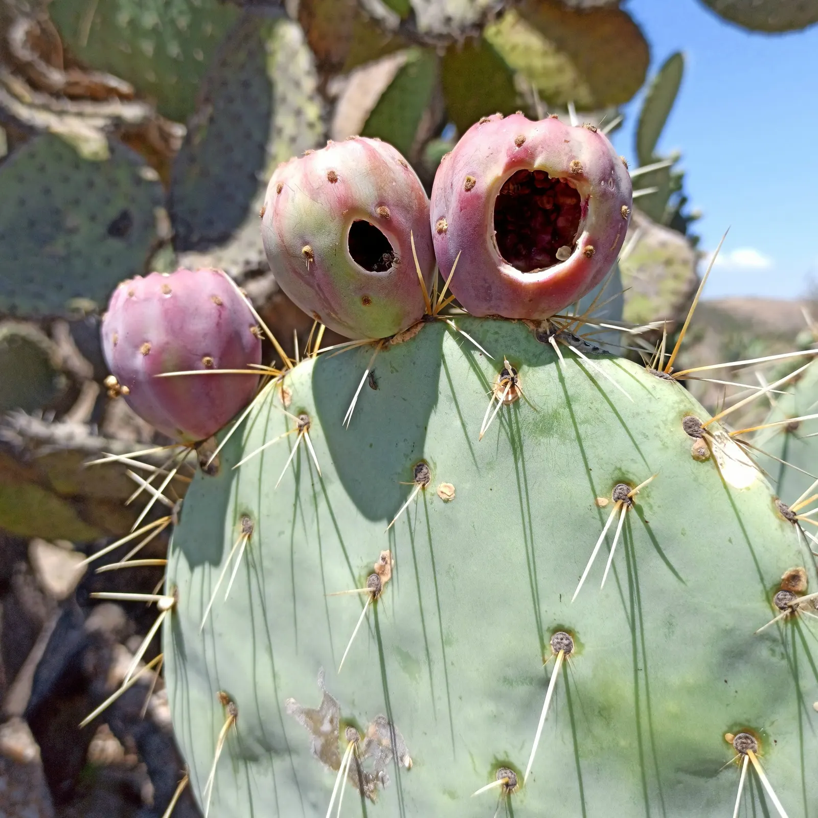 Giant Prickly Pear (Opuntia Robusta) — the Silver Dollar is a low-care choice for gardens in arid climates