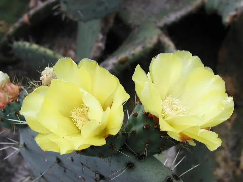 Giant Prickly Pear (Opuntia Robusta) — consider using this plant in groups or as a stand-alone feature in a rock garden or along a south-facing wall