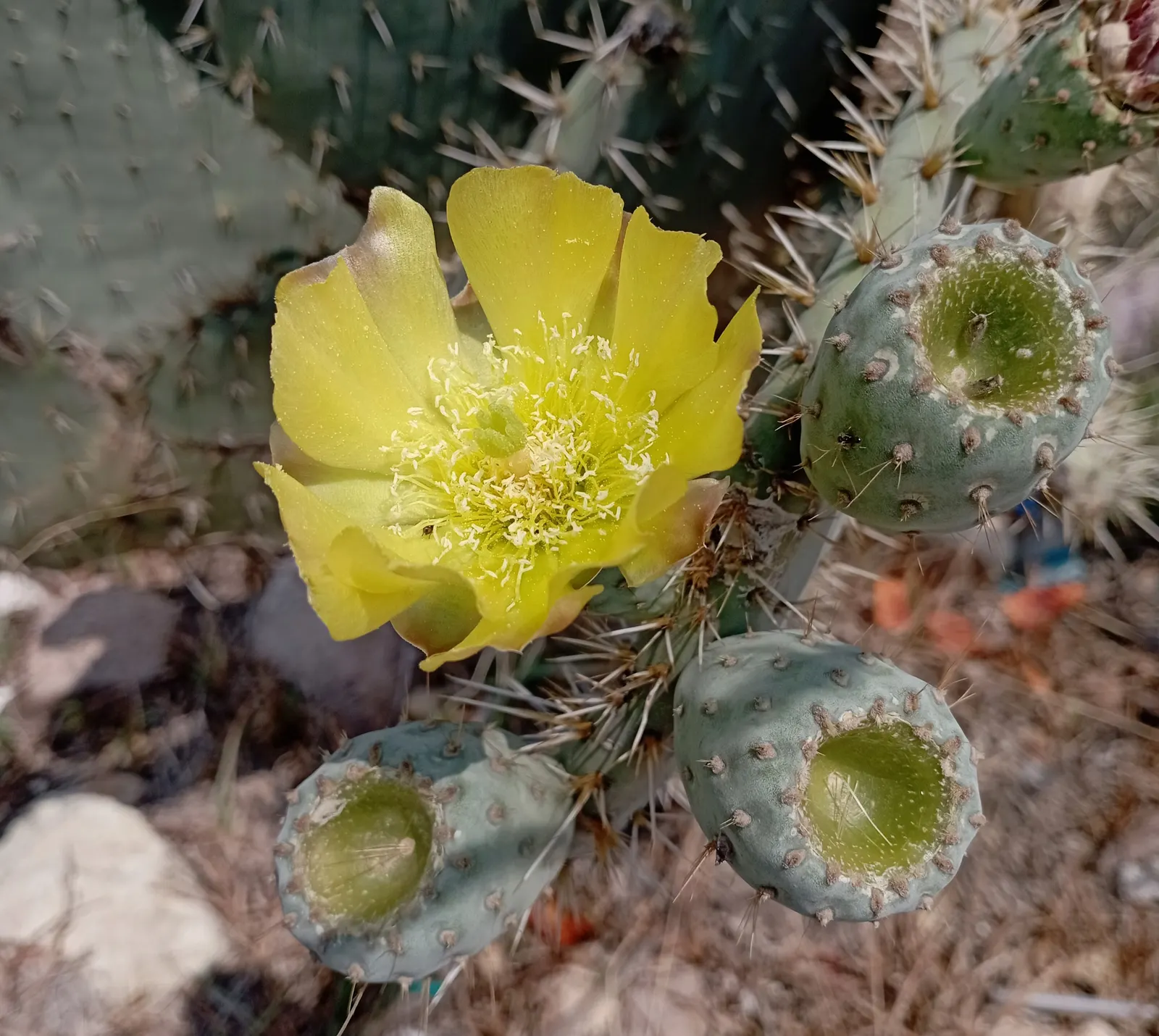 Giant Prickly Pear (Opuntia Robusta) — It thrives in USDA Hardiness Zones 8b to 11