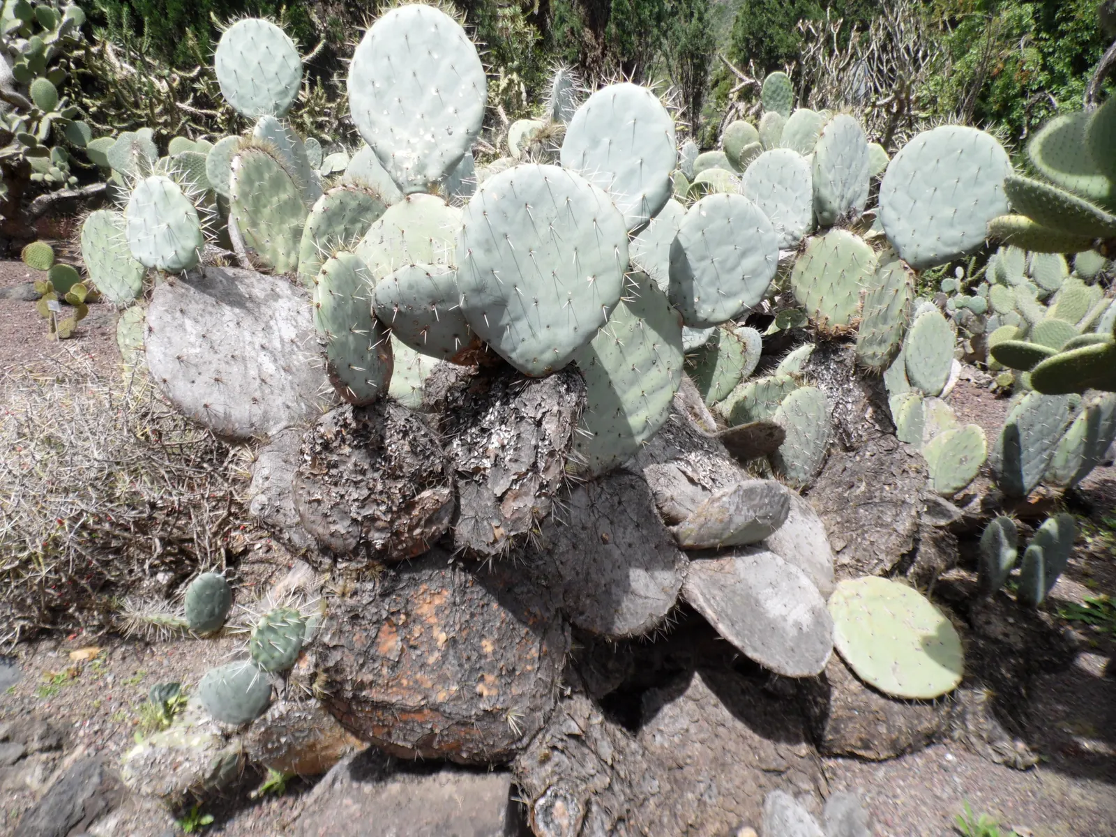 Giant Prickly Pear (Opuntia Robusta) — offering a contrast to the blue-green foliage