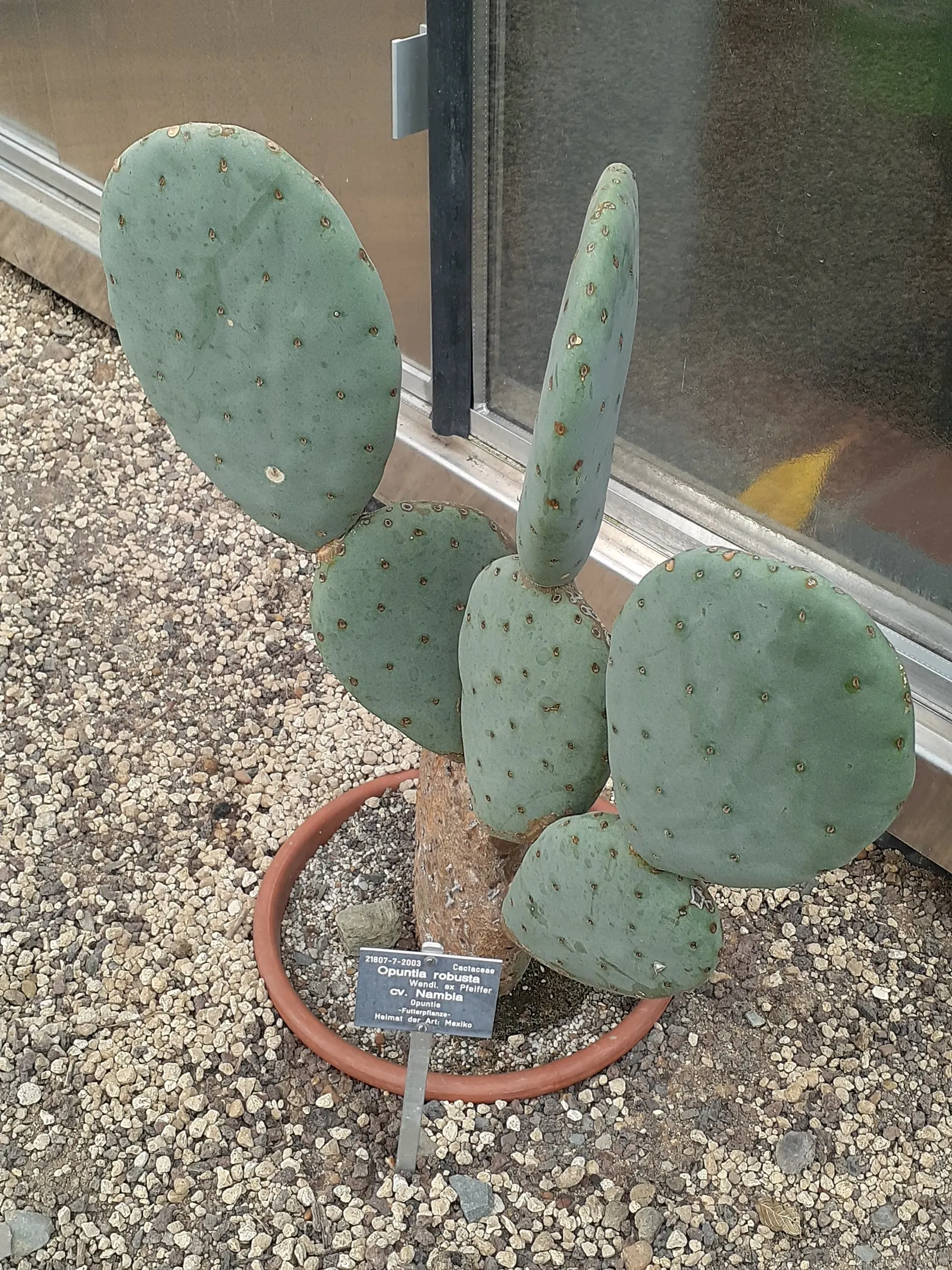 Giant Prickly Pear (Opuntia Robusta) — resembling large silver coins