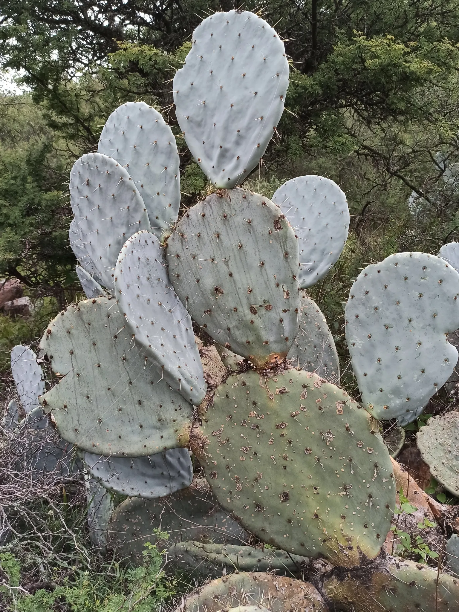 Giant Prickly Pear (Opuntia Robusta) — Informing the client of its potential size and spread