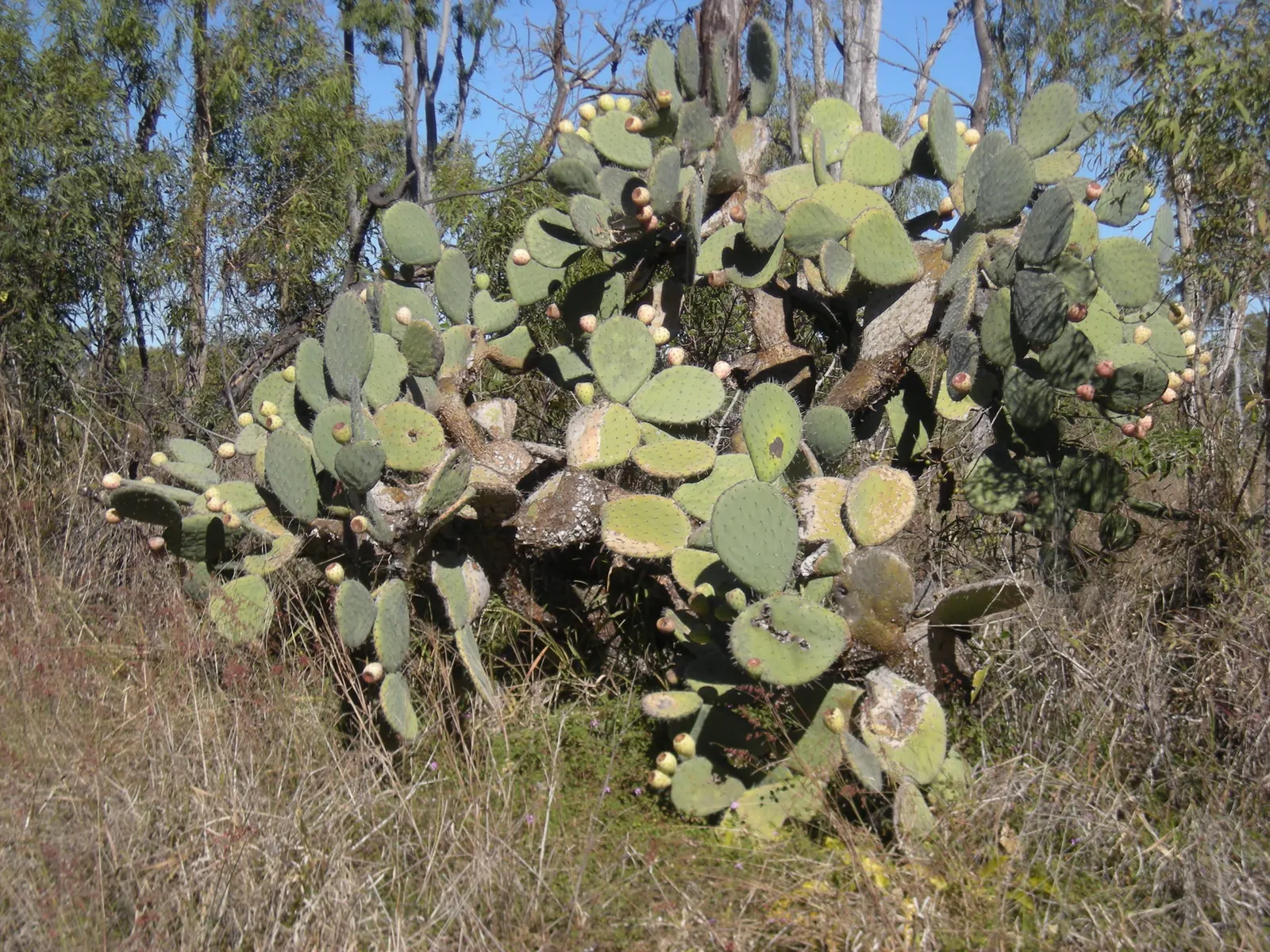 Giant Prickly Pear (Opuntia Robusta) — which are barb-like spines that can easily detach