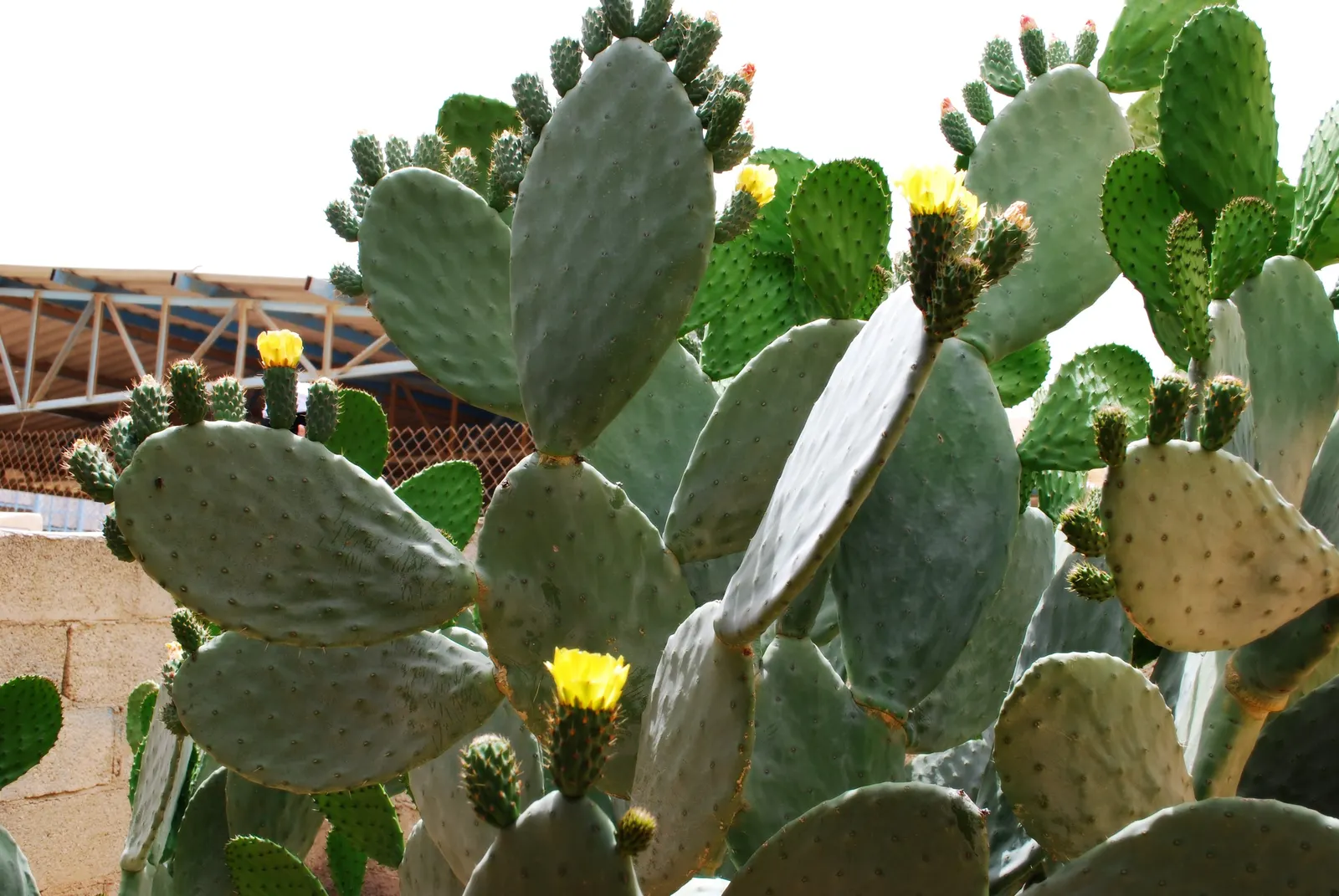 Giant Prickly Pear (Opuntia Robusta) — is a striking specimen highly prized in xeriscape gardens for its architectural form and drought tolerance
