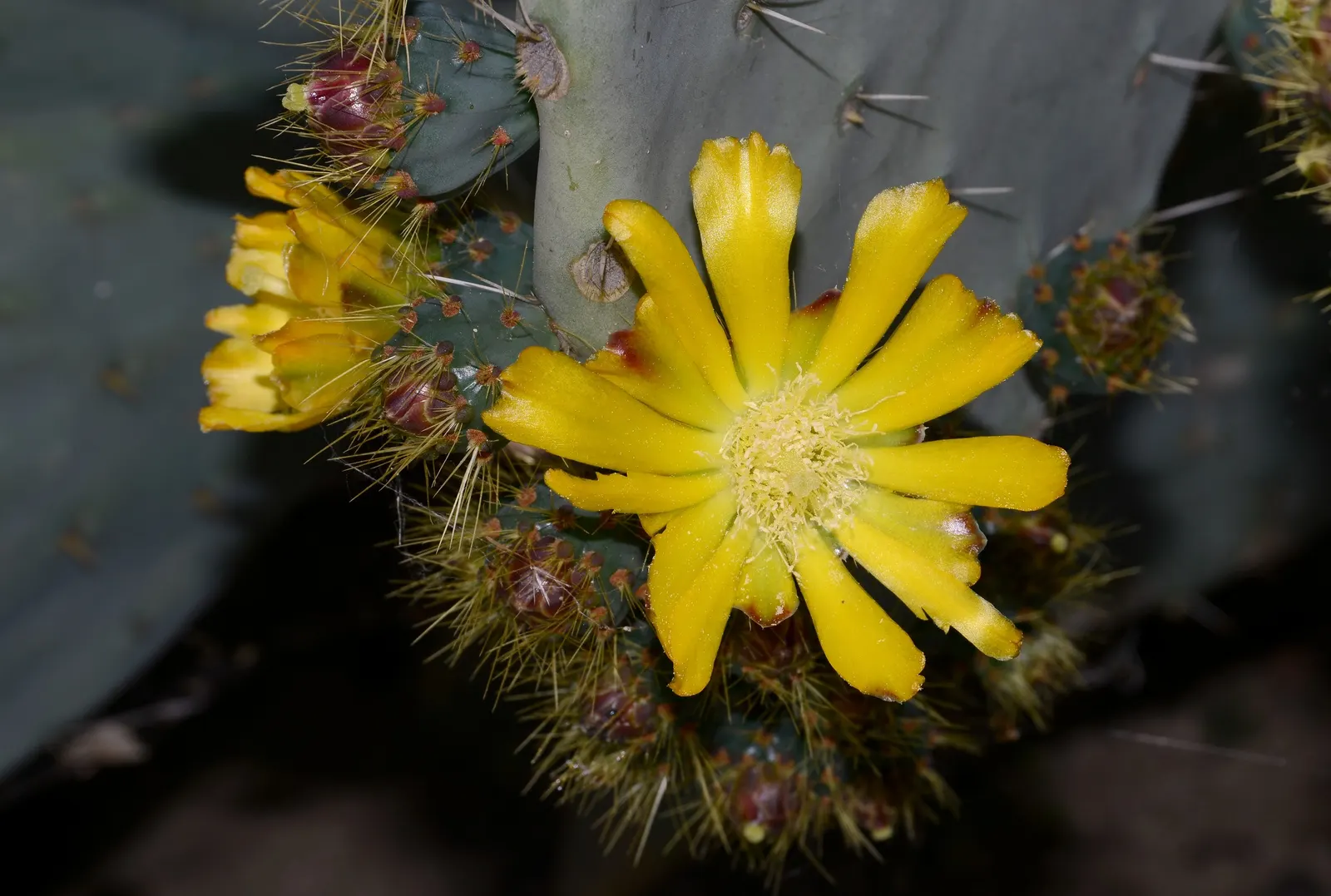 Giant Prickly Pear (Opuntia Robusta) — bluish-green pads can achieve diameters of 9 to 15 inches