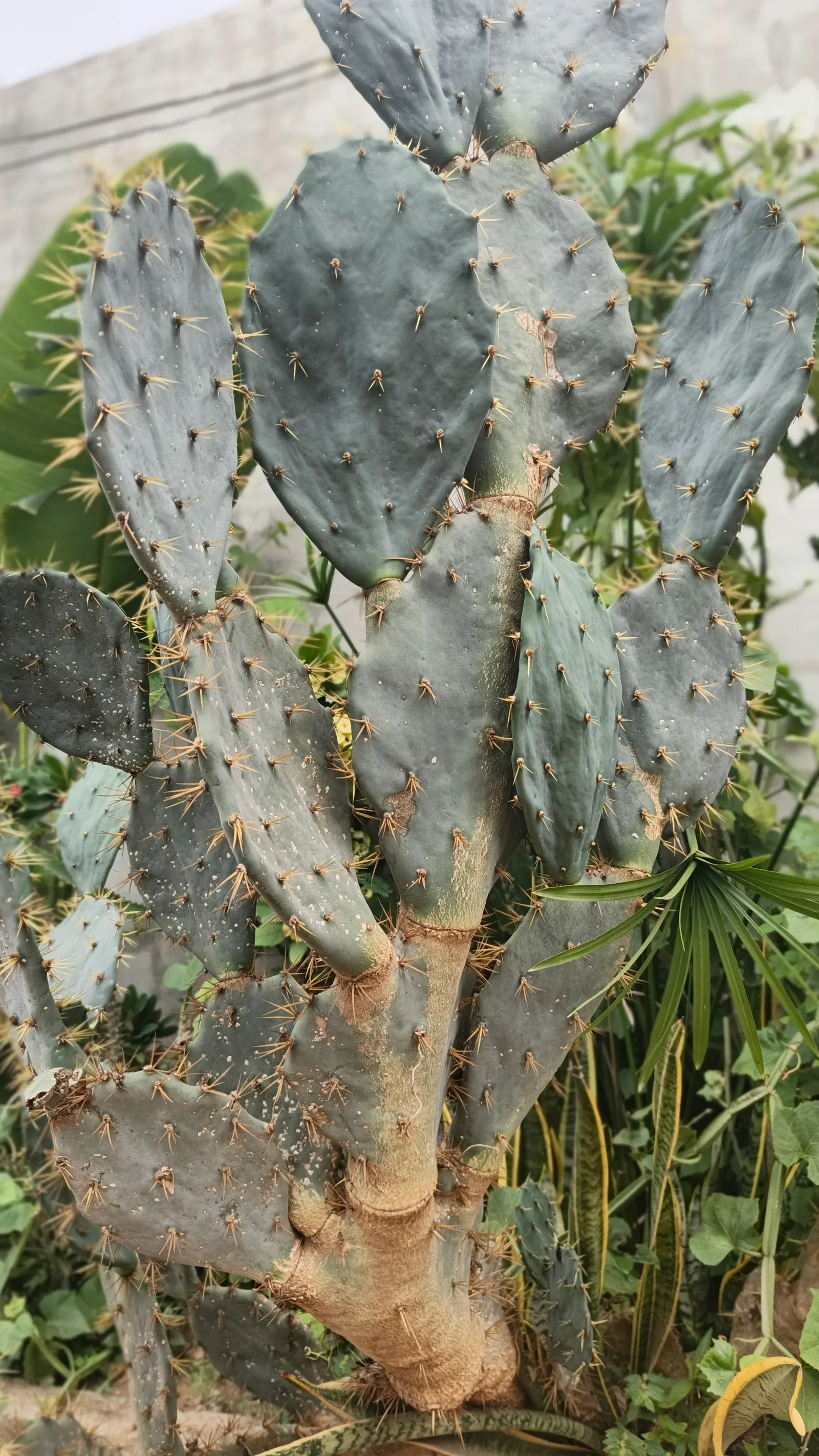 Giant Prickly Pear (Opuntia Robusta) — A dramatic, sculptural option for water-conserving landscapes