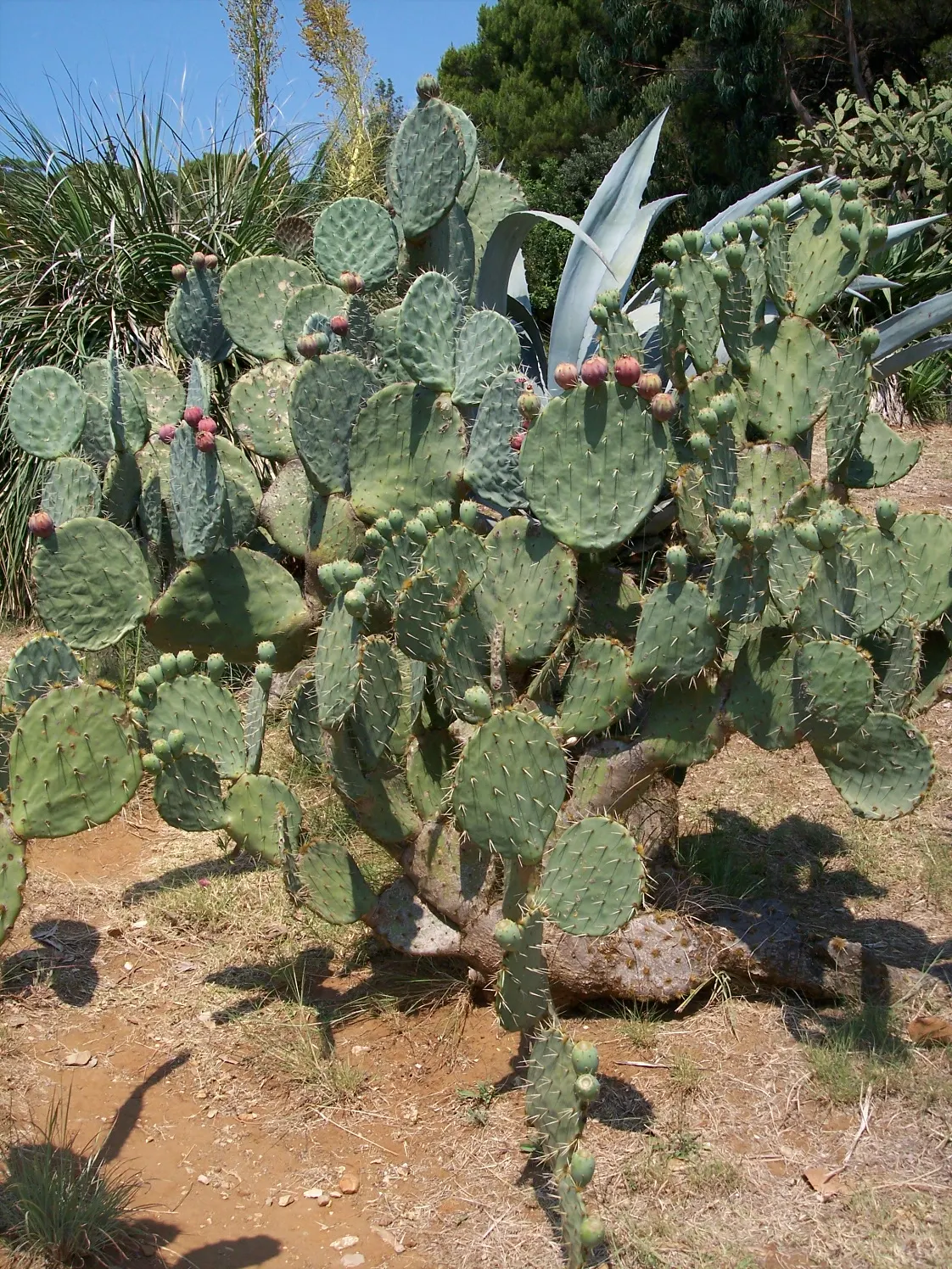 Giant Prickly Pear (Opuntia Robusta) — Plant in well-draining soil and full sun, spaced 4-5 feet apart