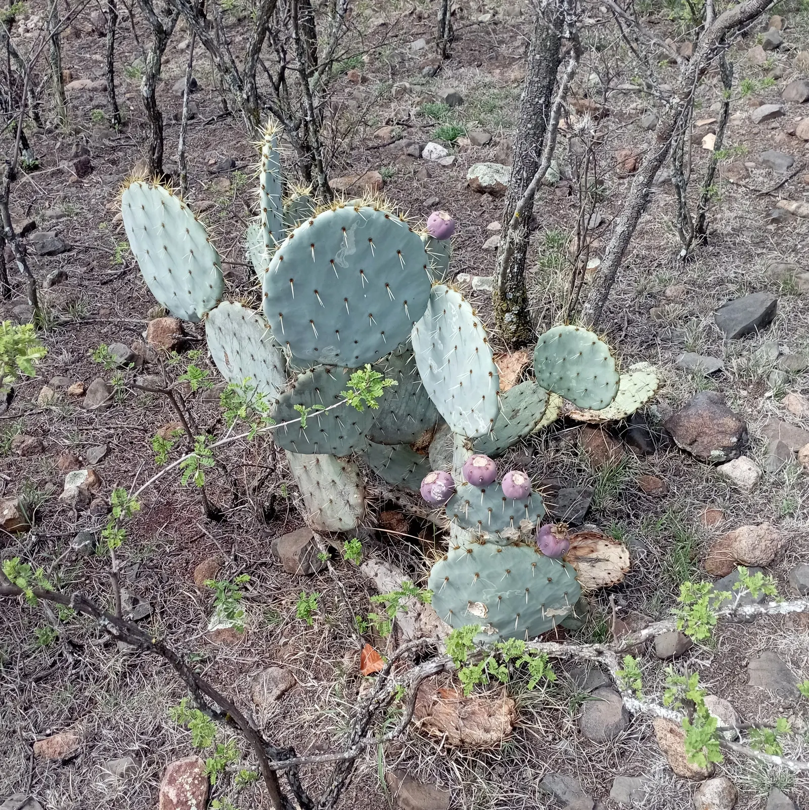 Giant Prickly Pear (Opuntia Robusta) — tolerating temperatures as low as 15 to 20&deg;F for brief periods.<br><br>For a bold visual impact