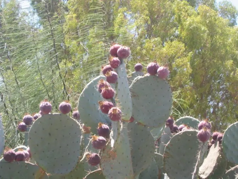 Giant Prickly Pear (Opuntia Robusta) — yellow flowers in the garden