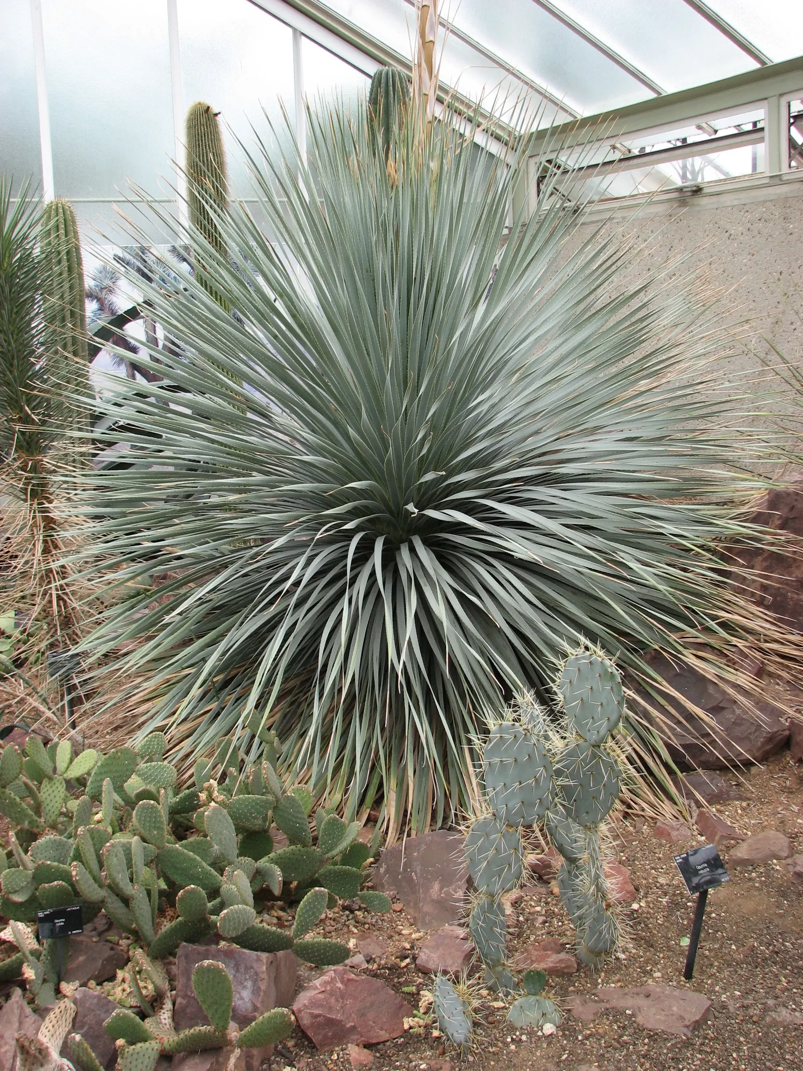 Giant Prickly Pear (Opuntia Robusta) — is essential for proper site planning and safe interaction